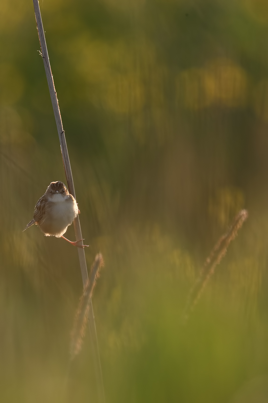 Tavolozza primaverile con beccamoschino