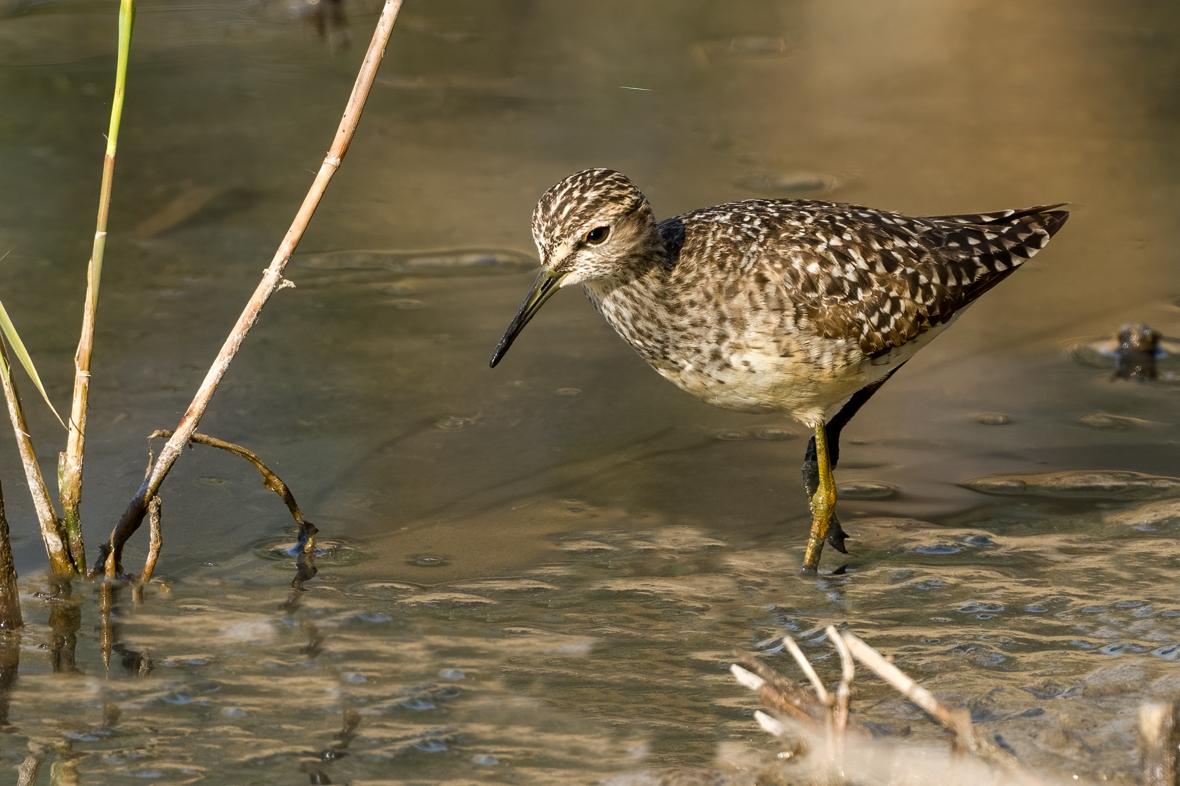 piro-piro boschereccio