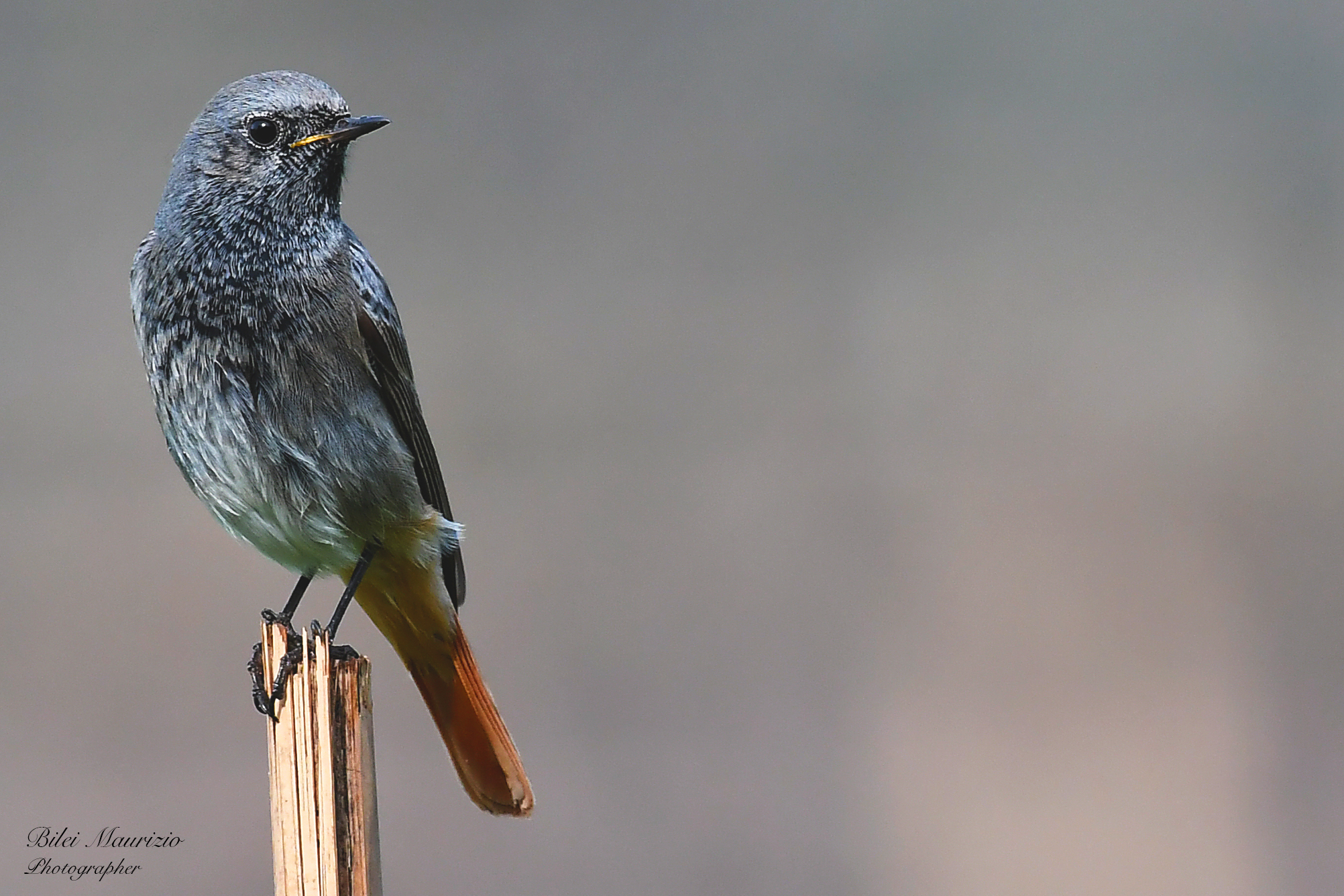 Codirosso spazzacamino