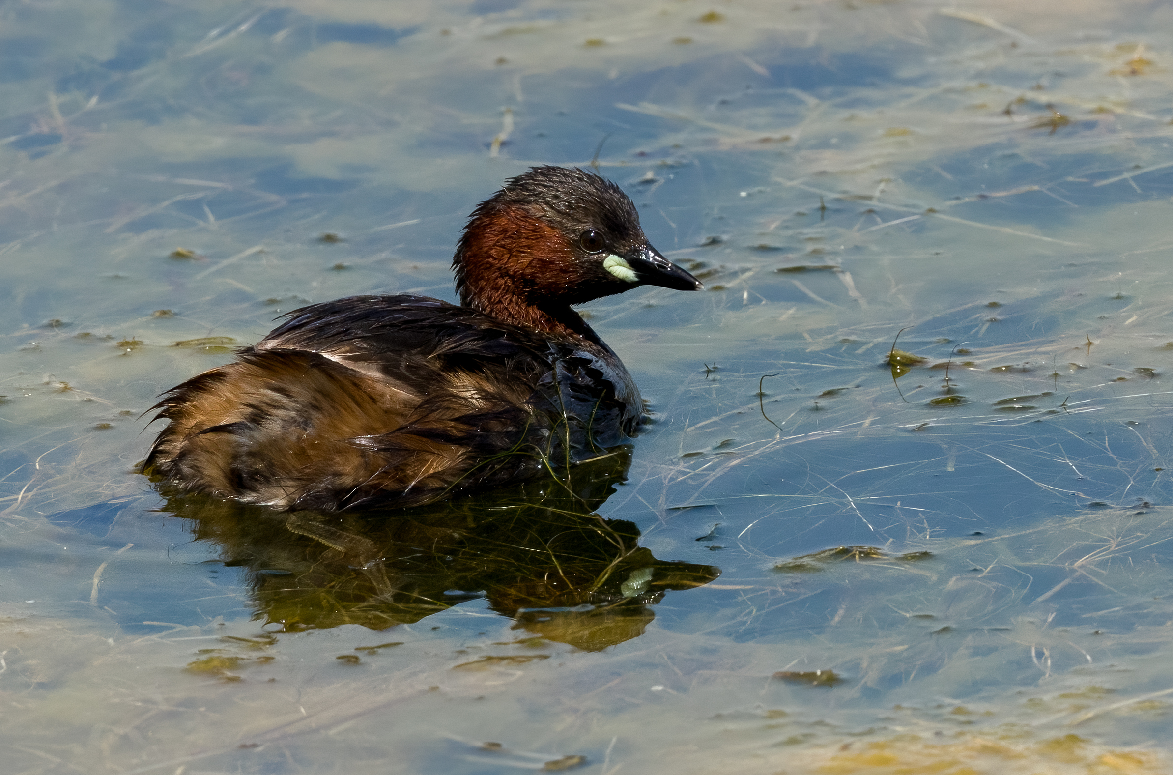 dabchick