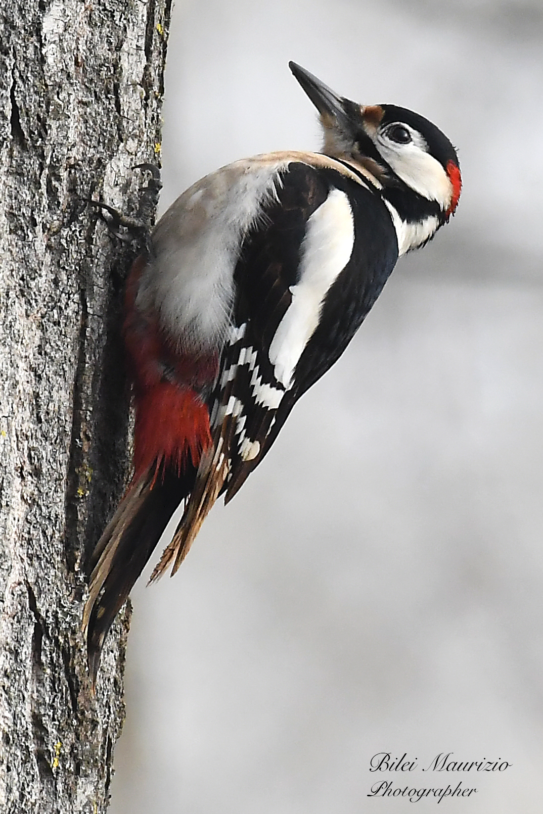Picchio rosso maggiore