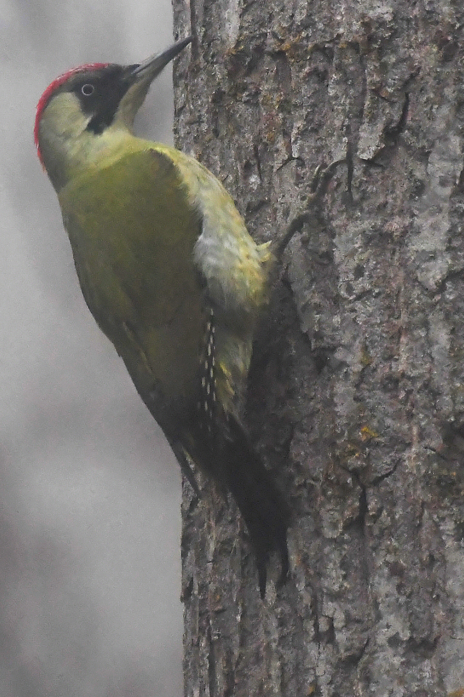 Picchio verde (giornata nebbiosa)