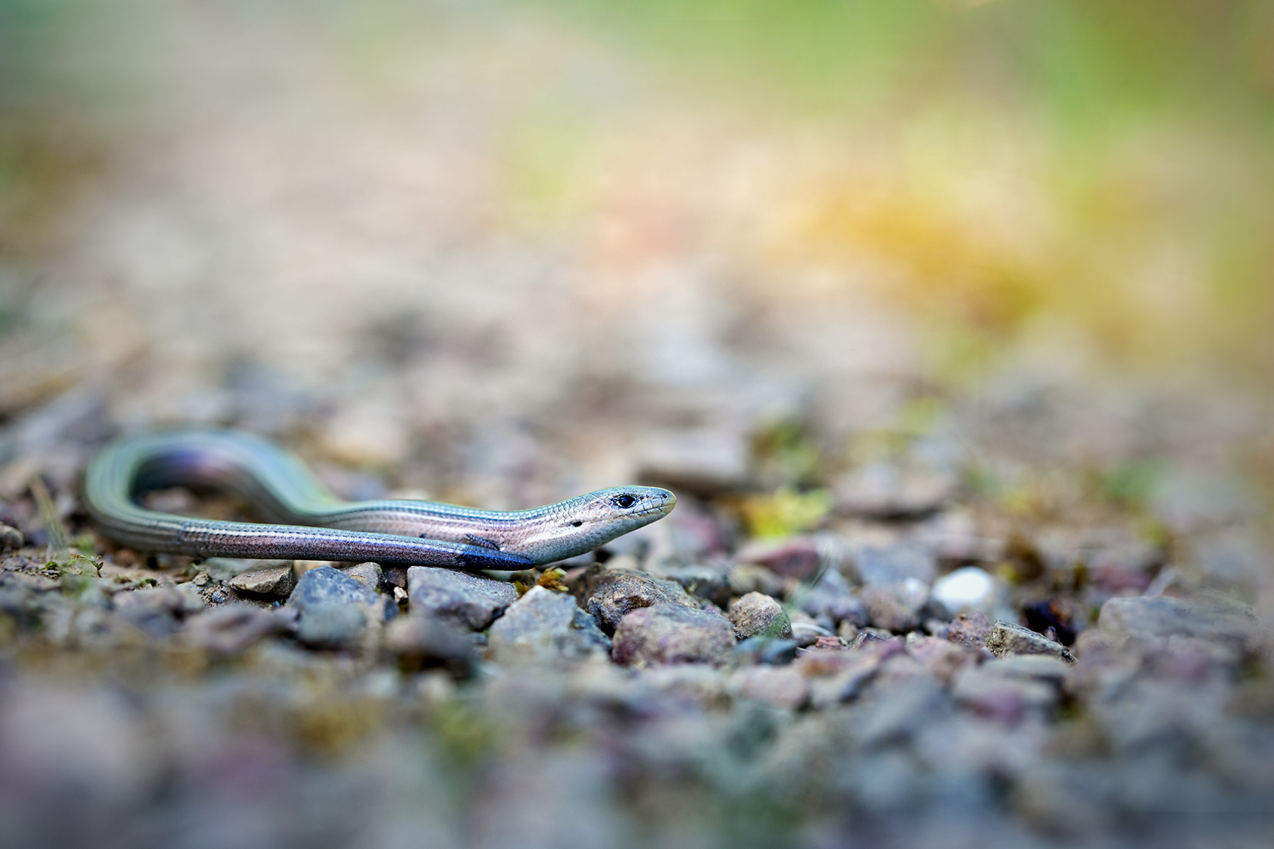 Luscengola - Luscengola