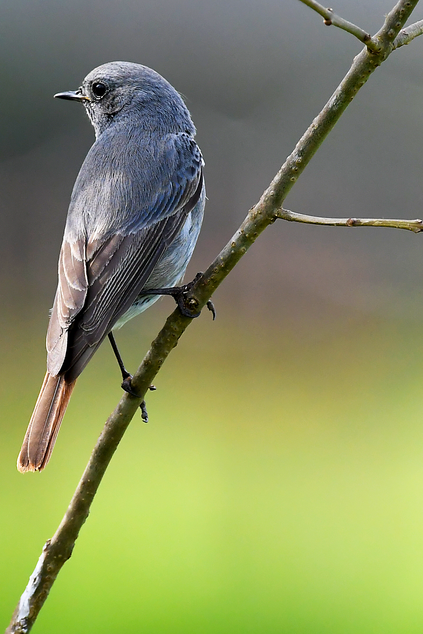 Codirosso spazzacamino