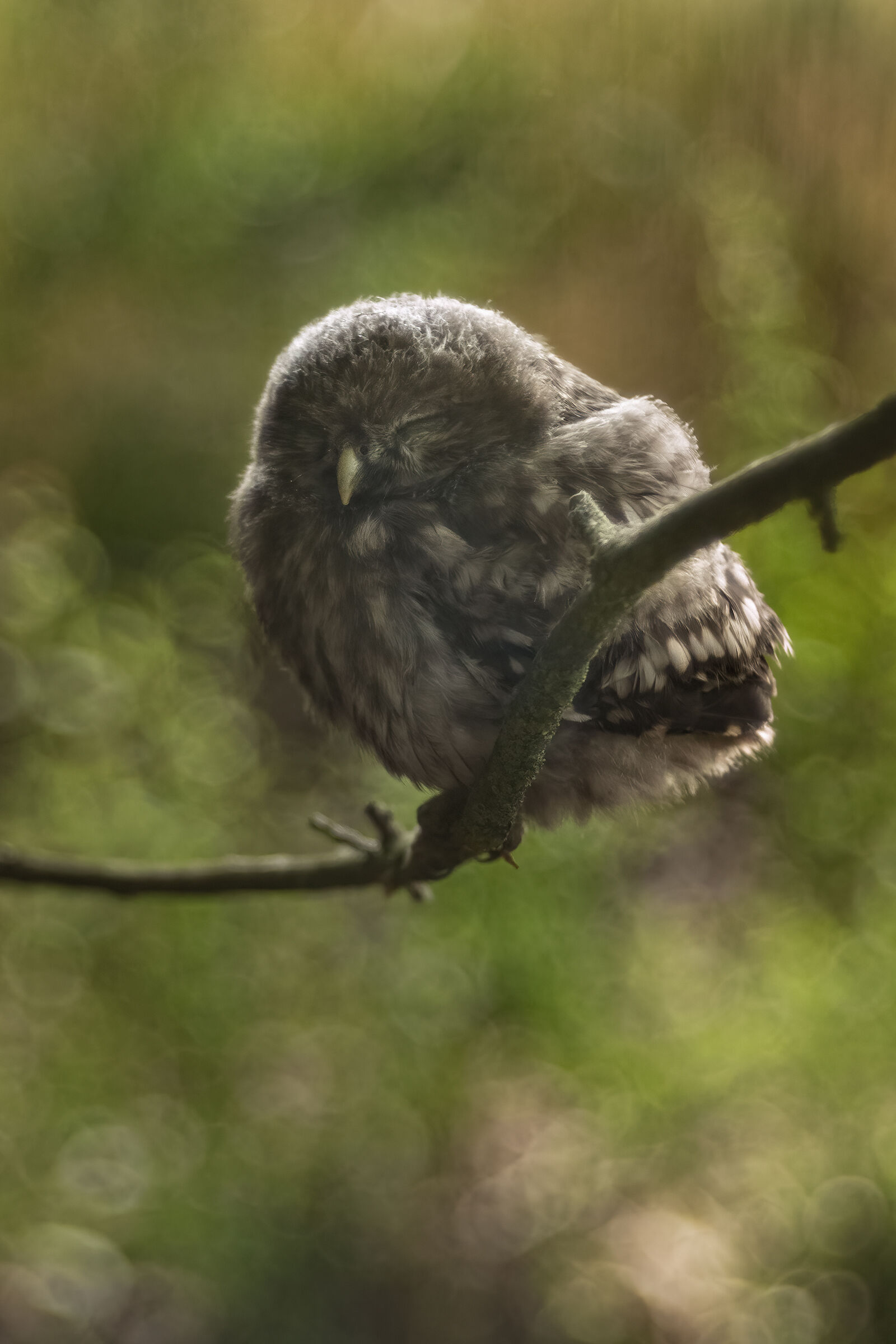 civettina  The little owl (Athene noctua)