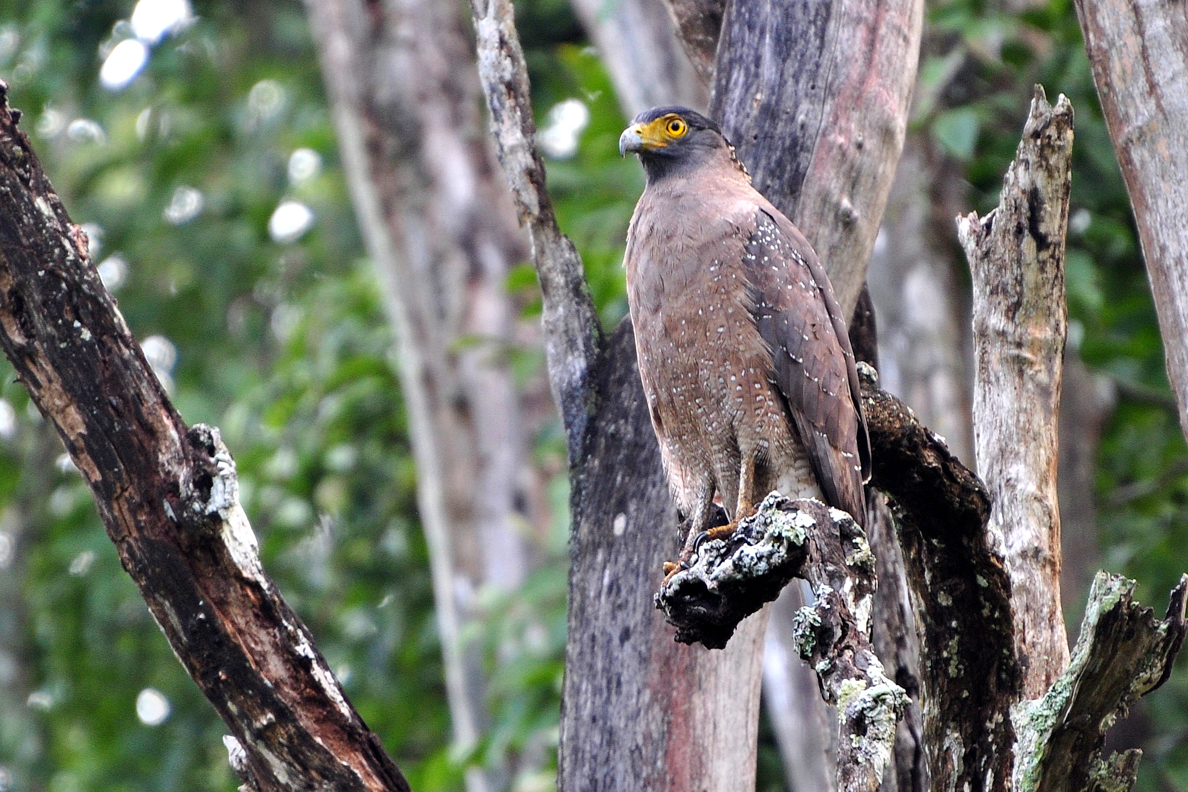 crested serpent eagle