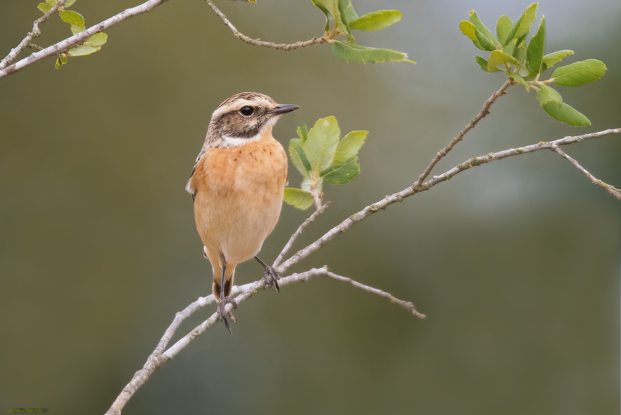 Stiaccino (Saxicola rubetra)