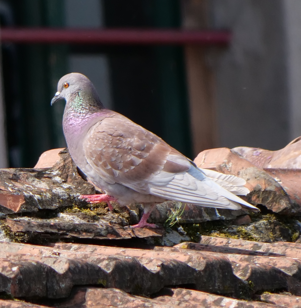 300mm pigeon clipping test