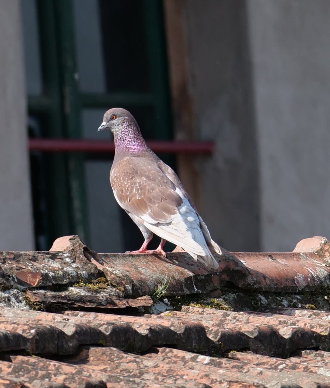 200mm pigeon clipping test