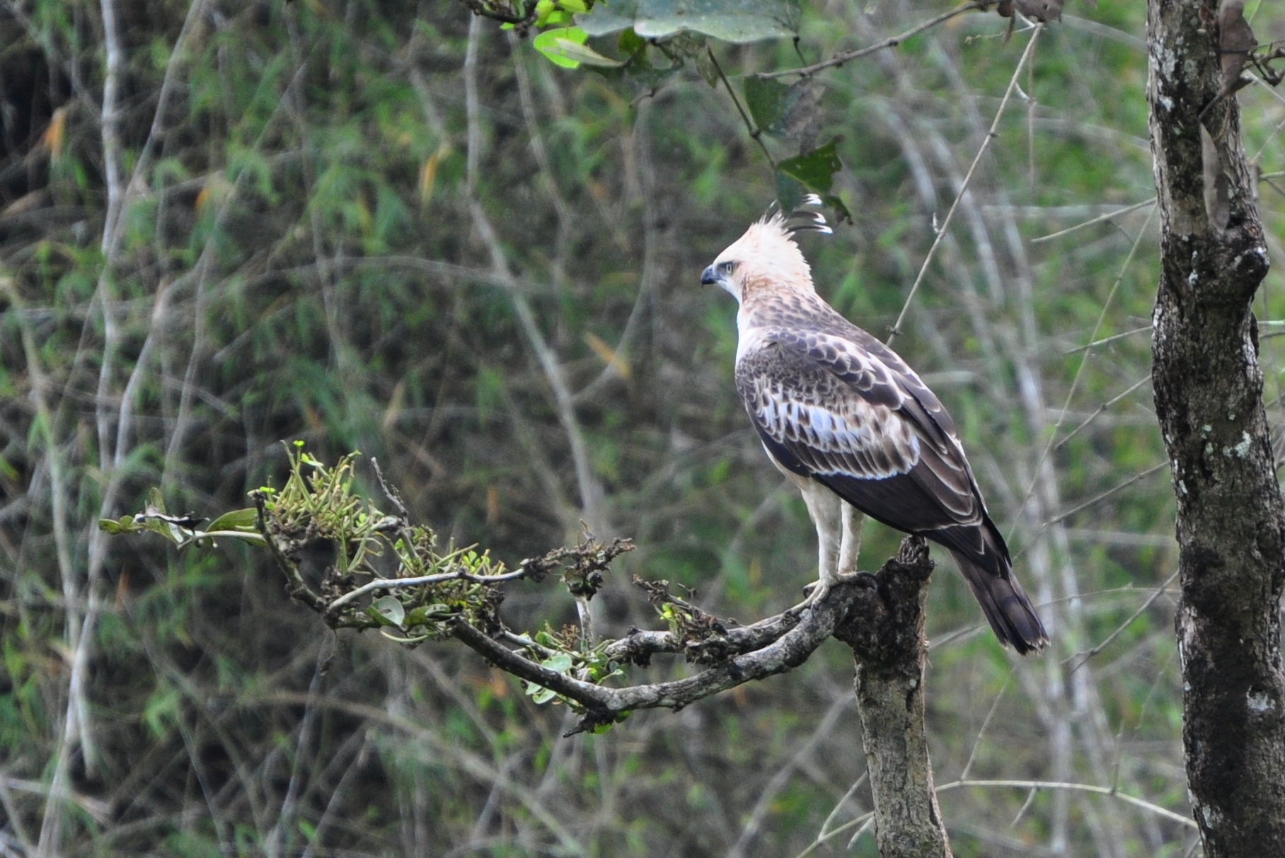crested hawk eagle