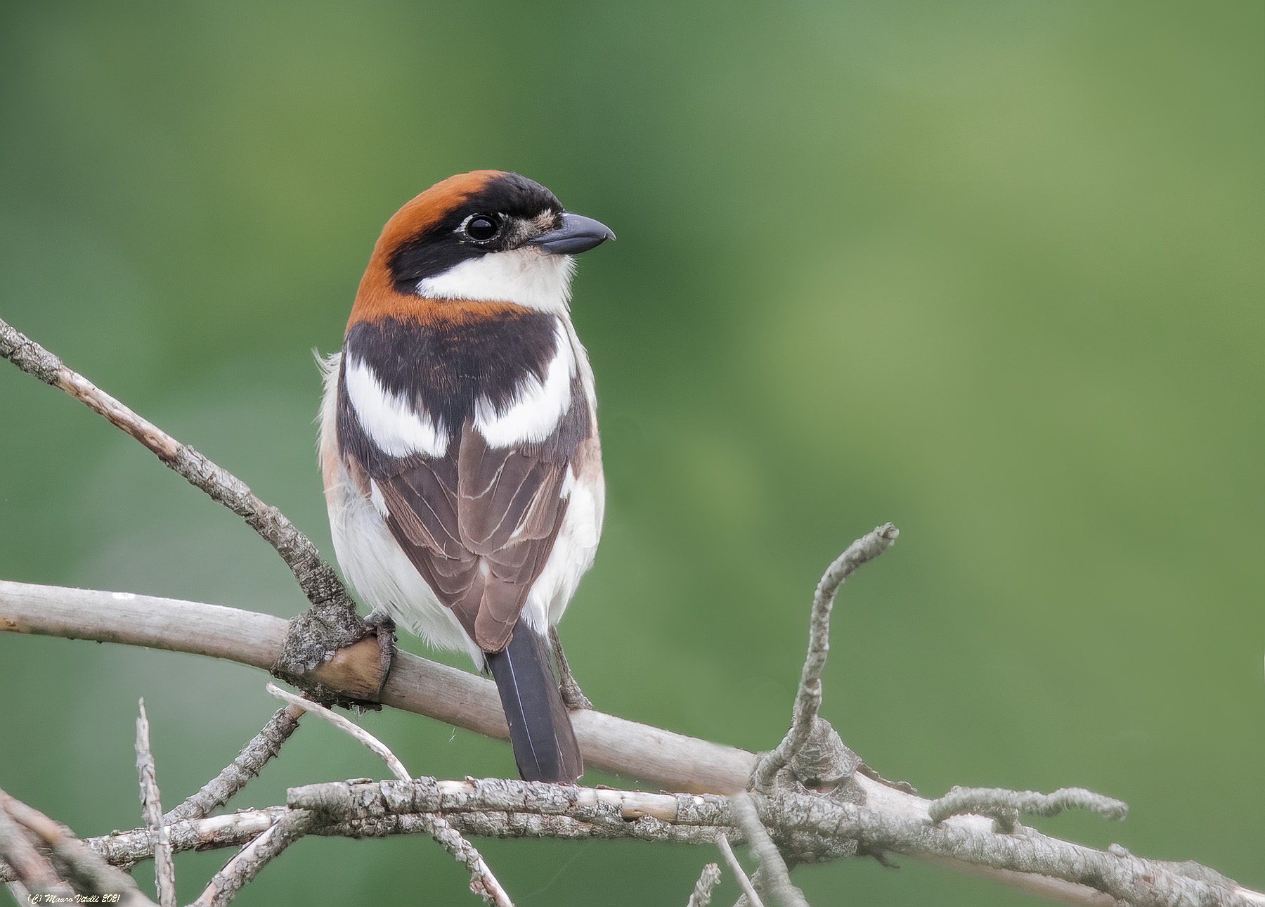 Averla Capirossa (Lanius senator)