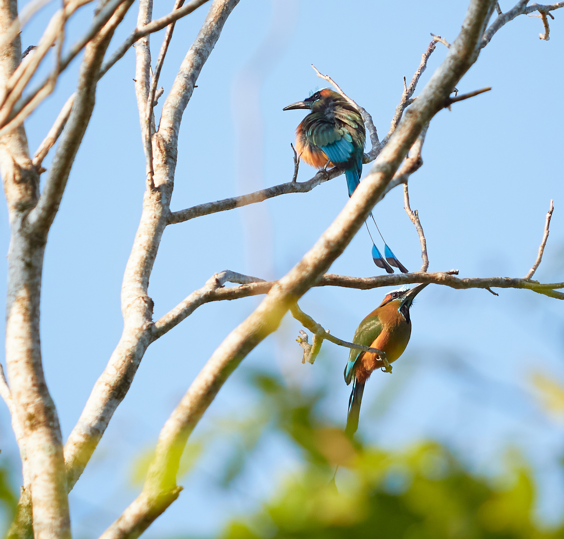 Momoto corona azzurra 1
