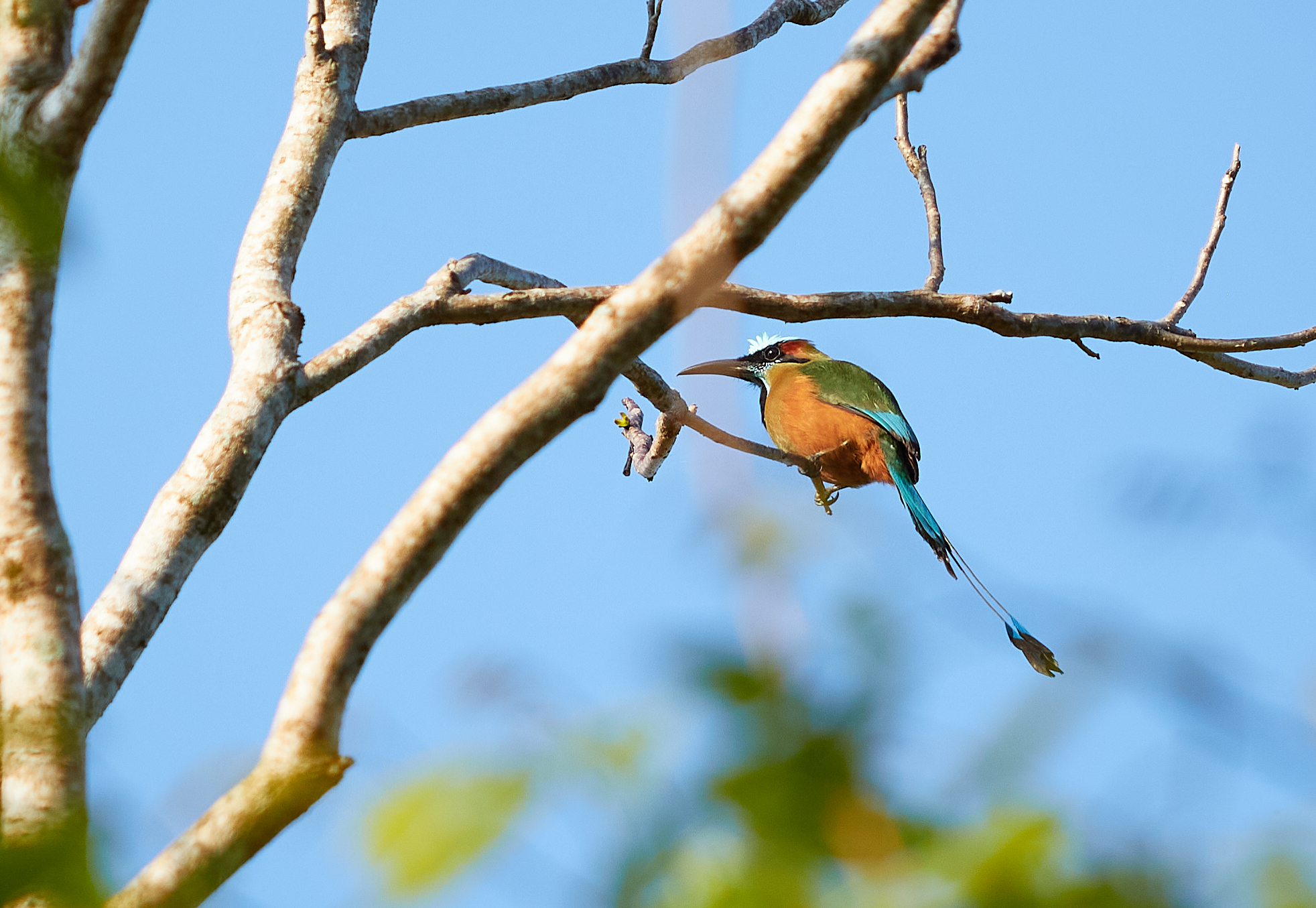 Momoto corona azzurra 2