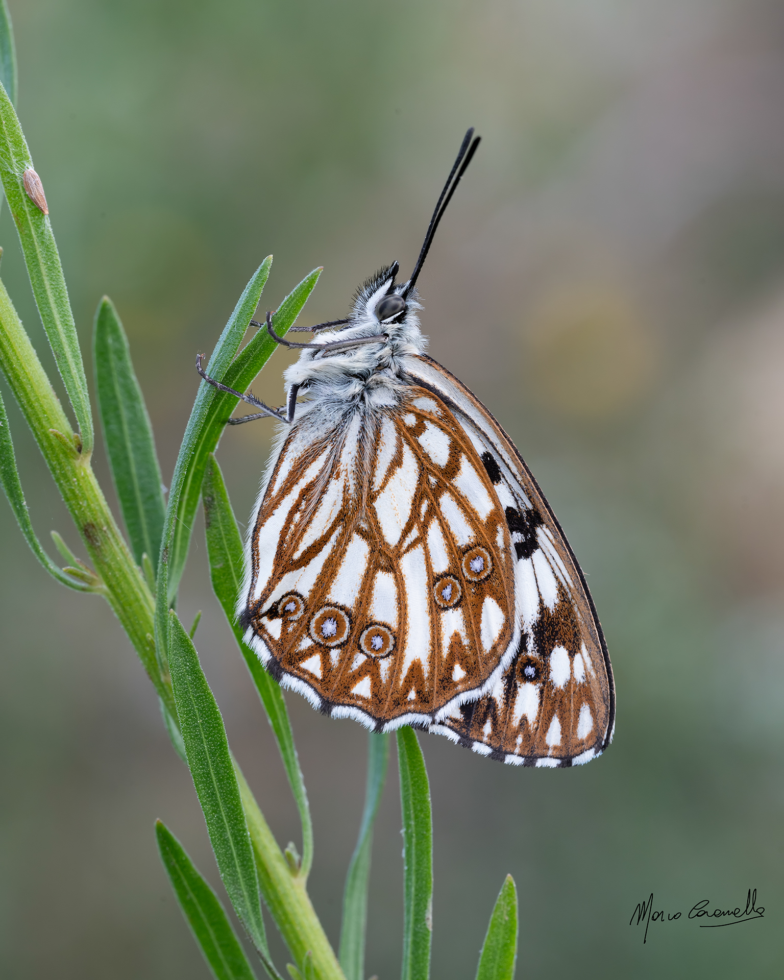 Melanargia occitanica
