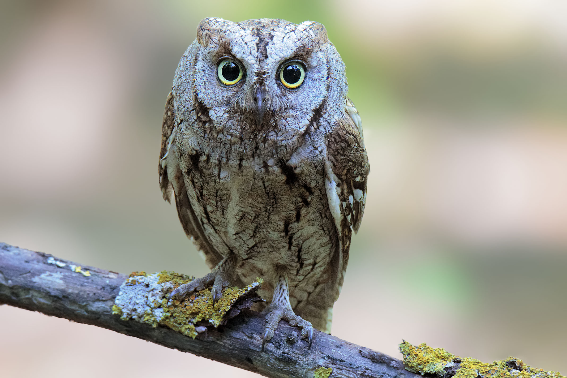 scops owl