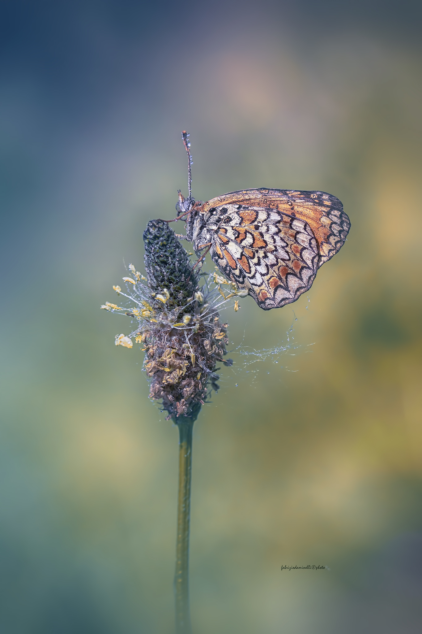 Melitaea phoebe