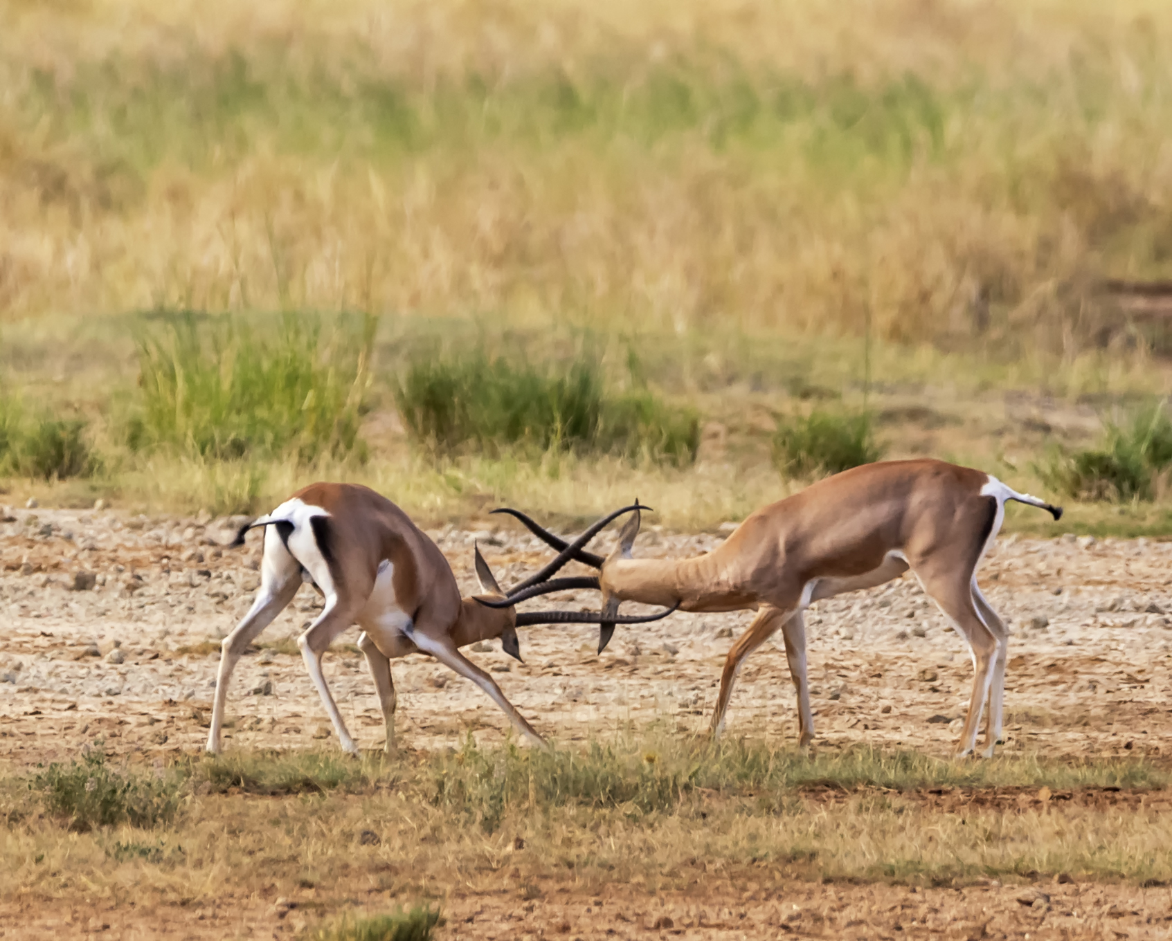 Amboseli National Park Kenya