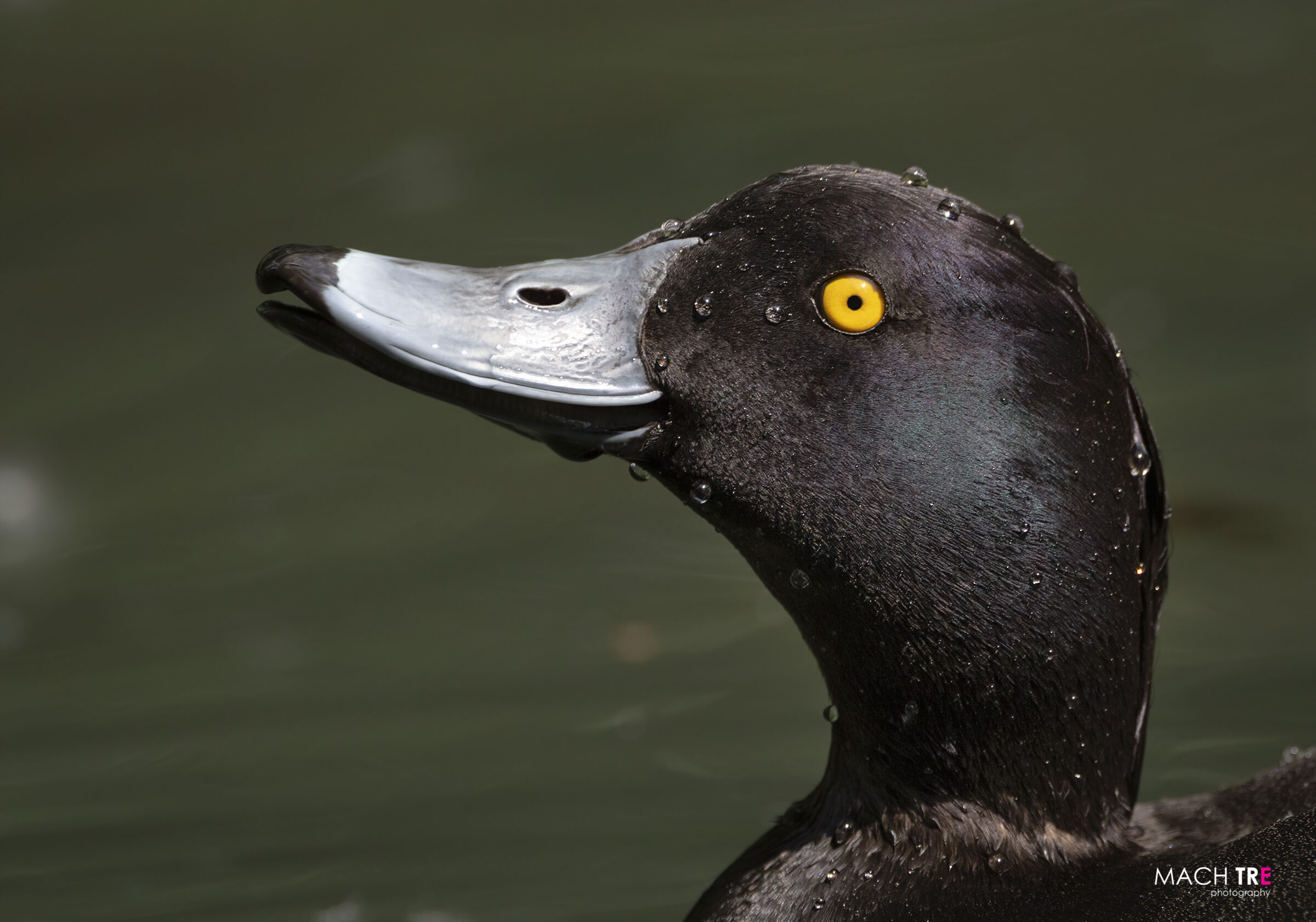 Moretta (Aythya fuligula)