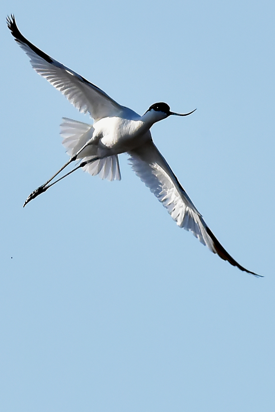 Avocetta