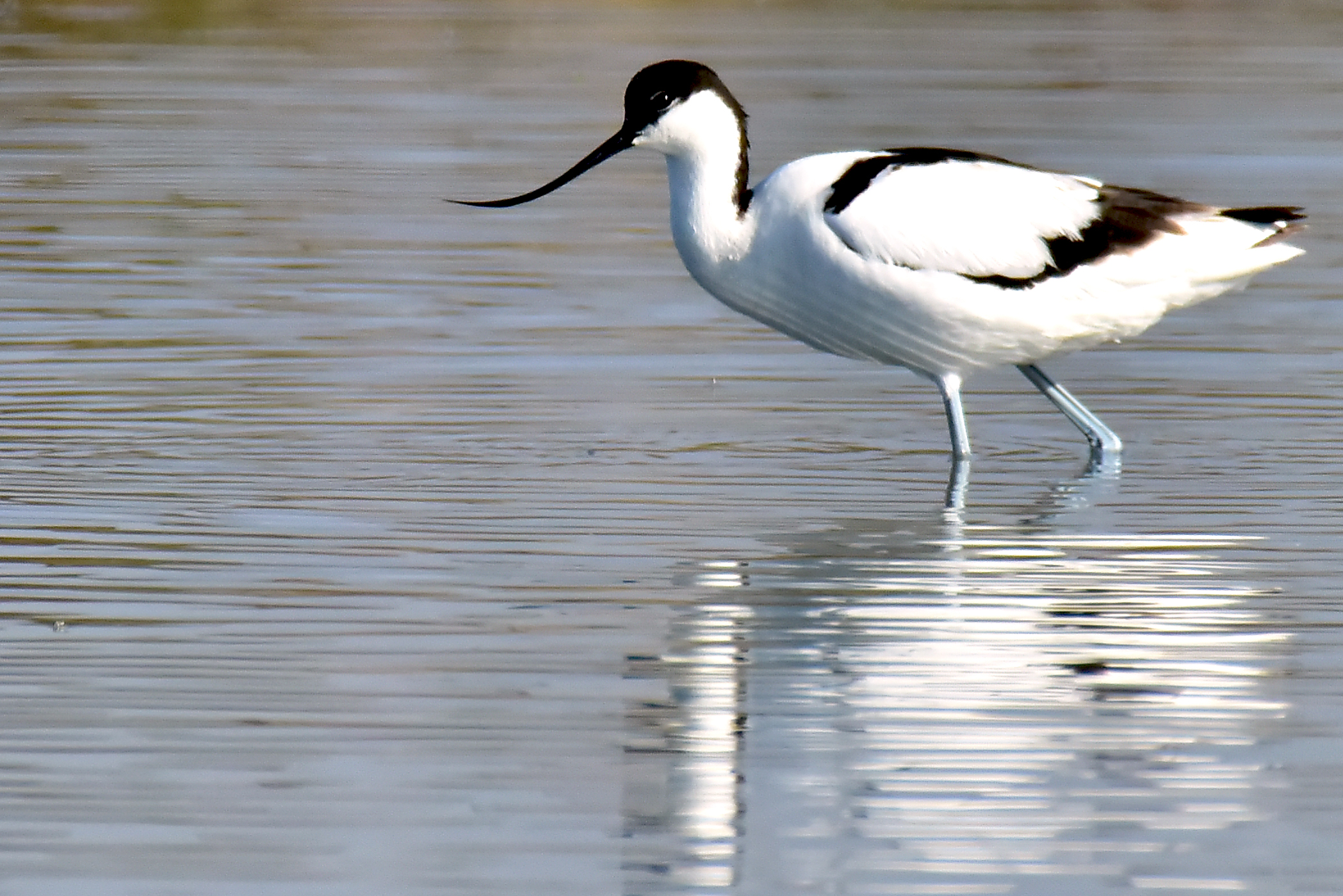 Avocetta
