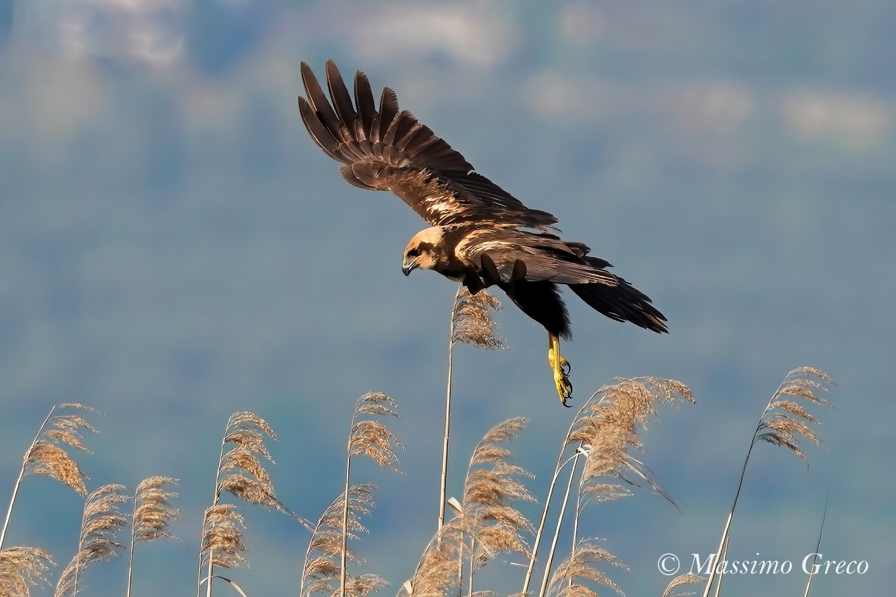 Marsh Falcon (Circus aeruginosus)