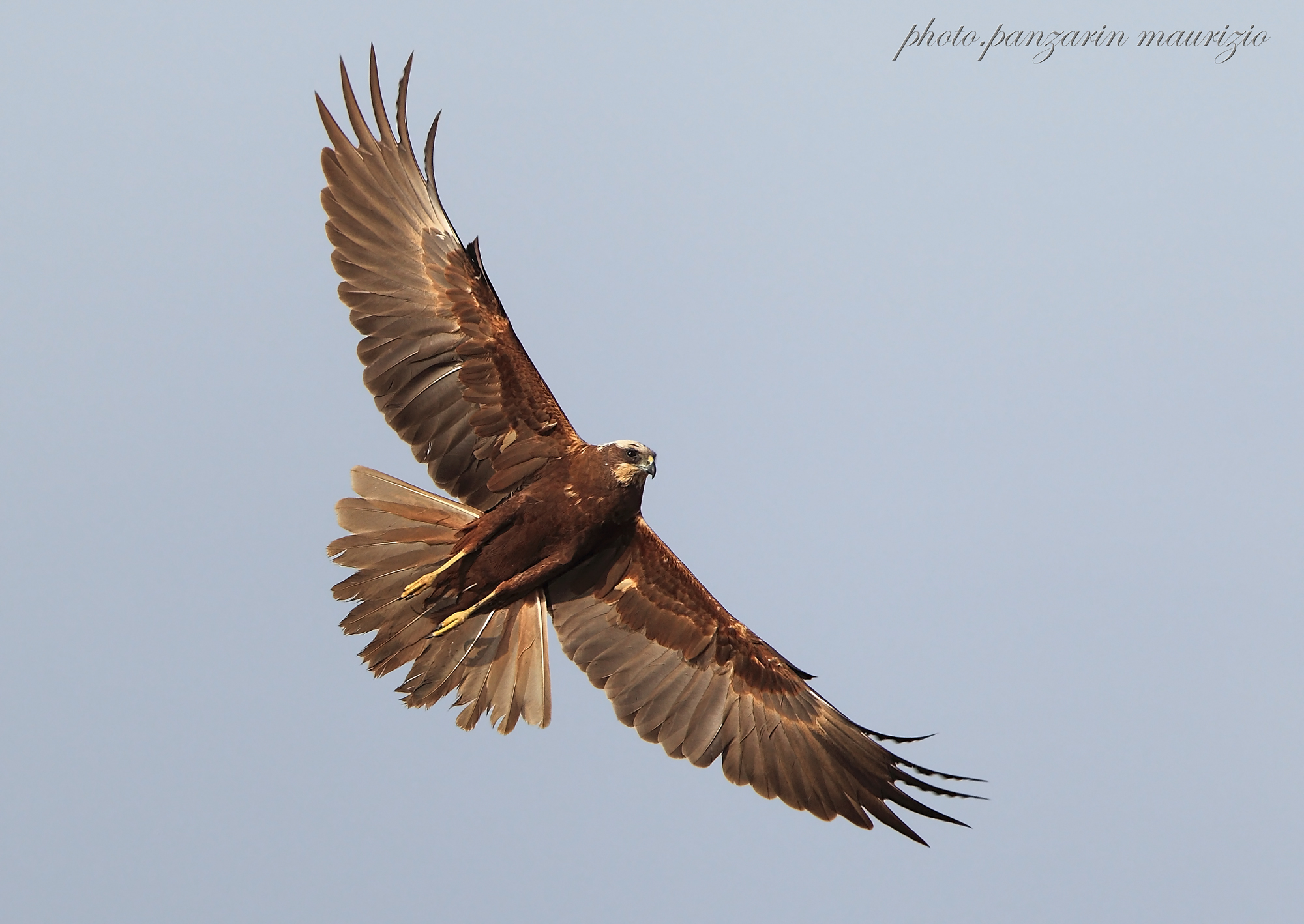 falco di palude ( femmina )