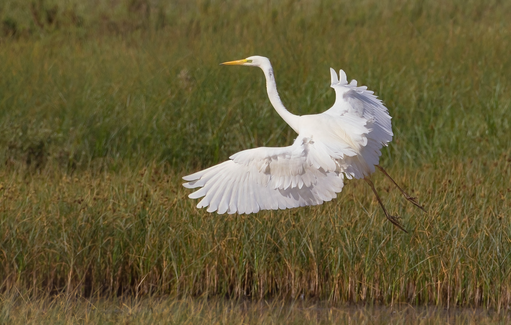 The Detachment of White