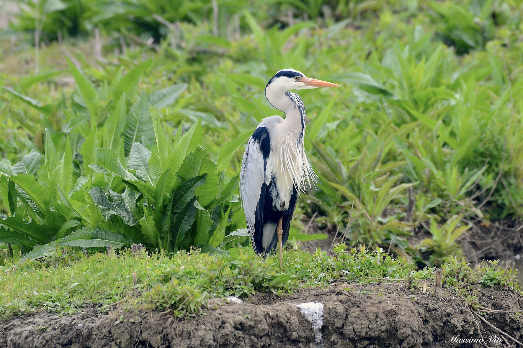 The elegance of the Cenerino Heron