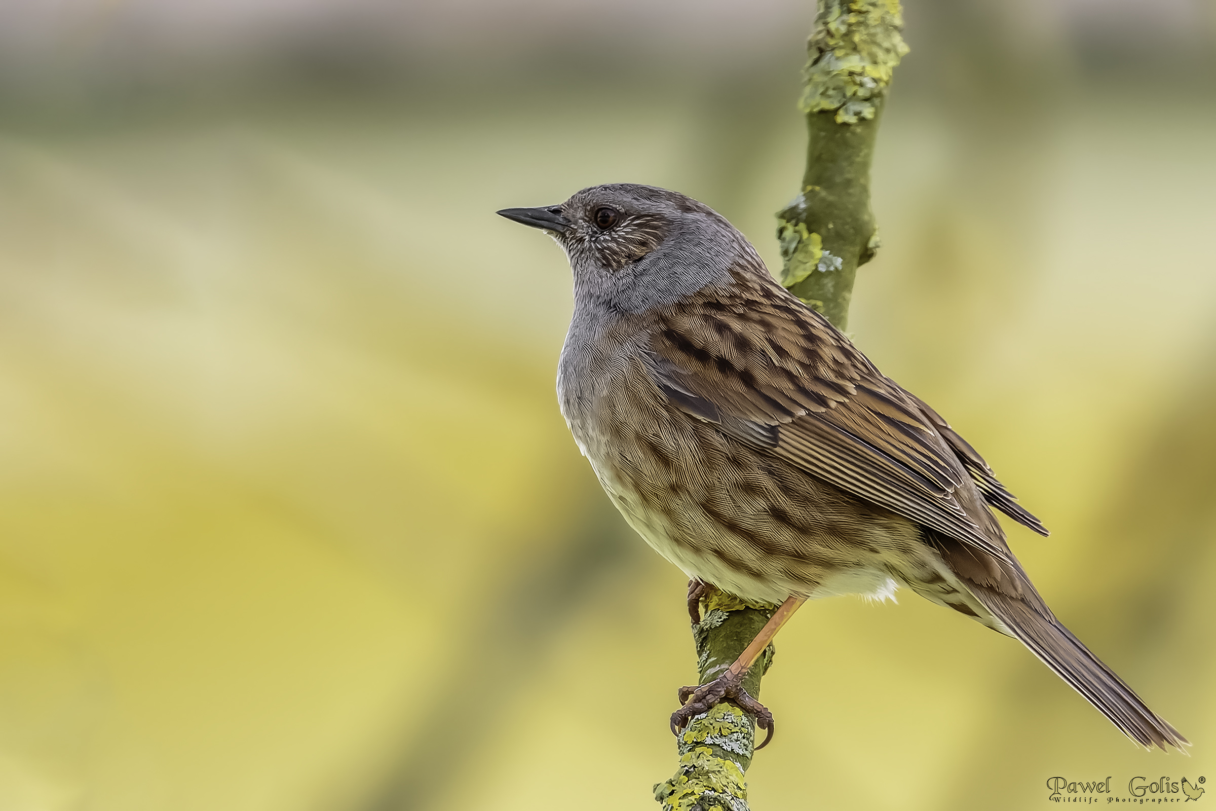 Dunnock (Prunella modularis)
