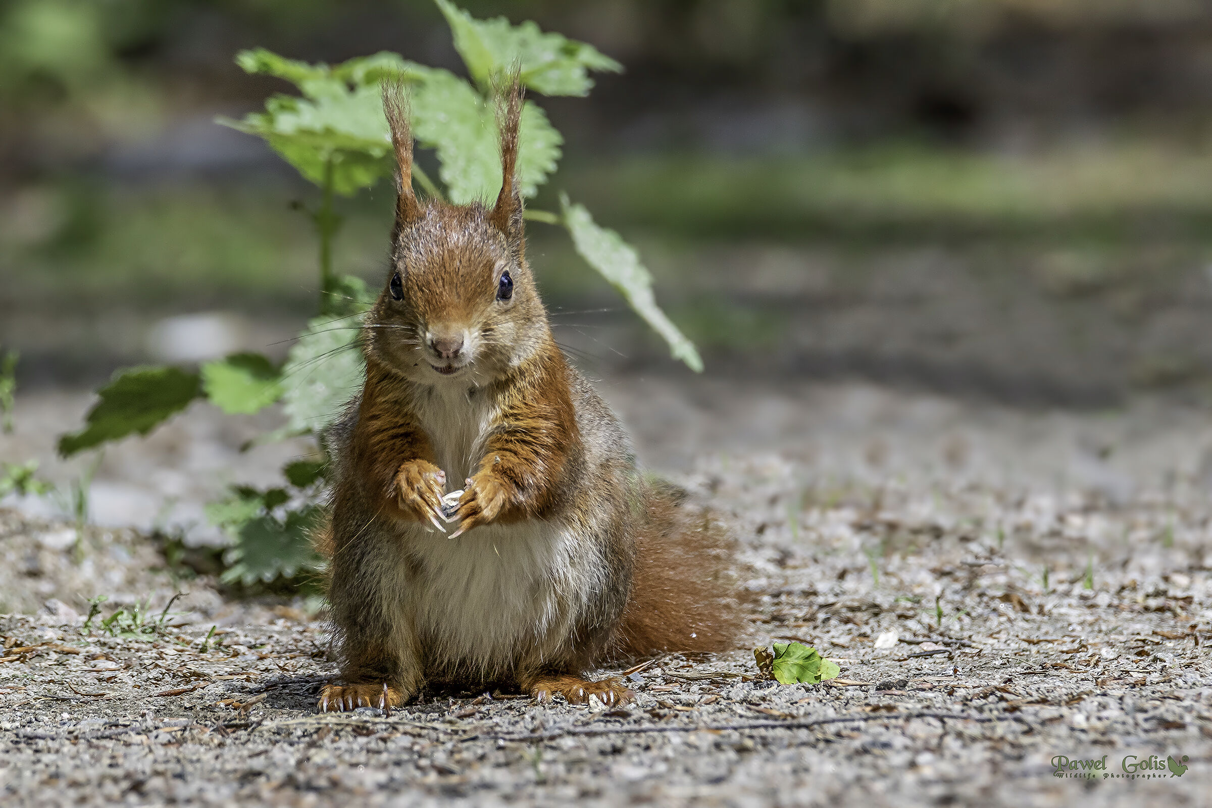 Red Squirrel