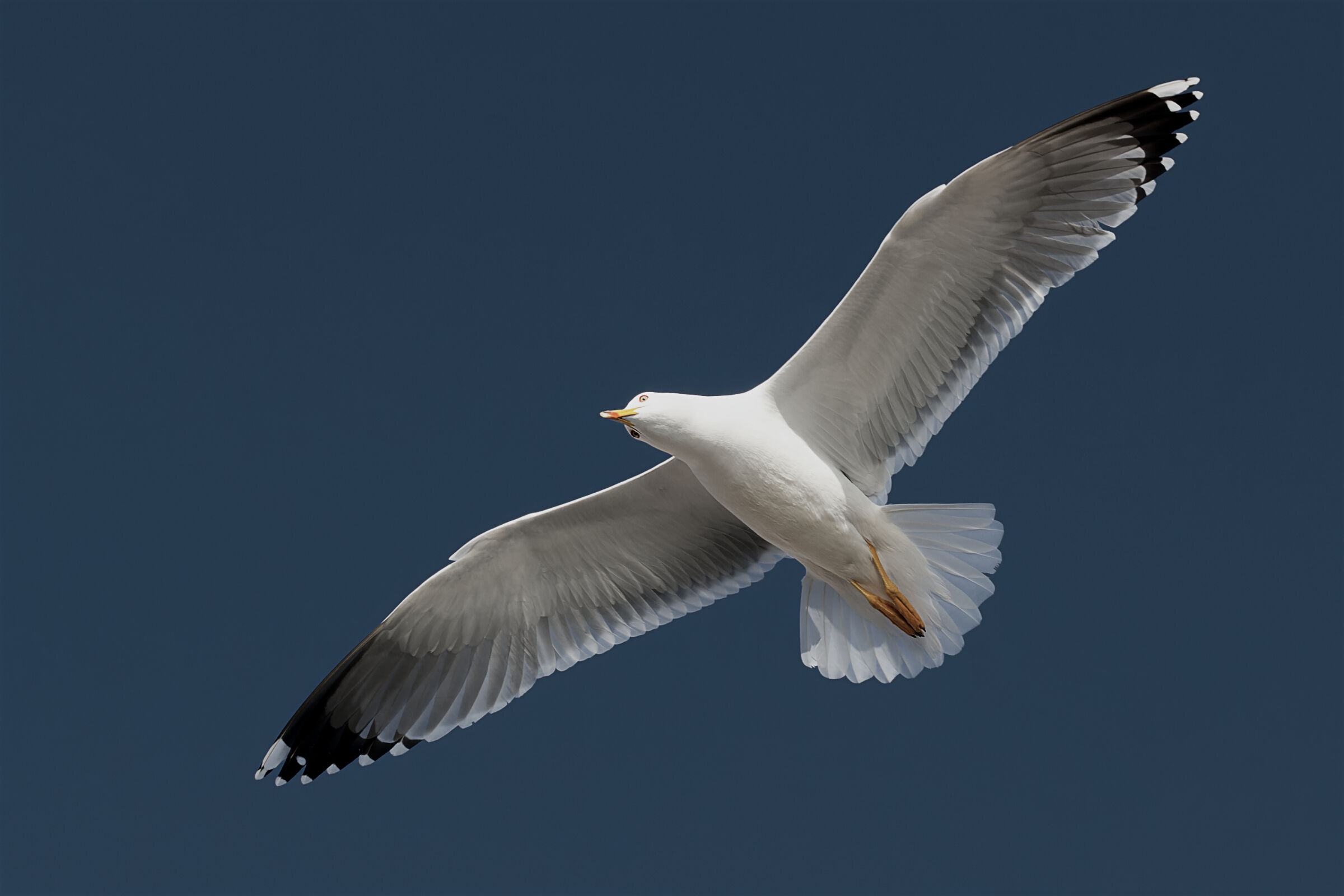 gull