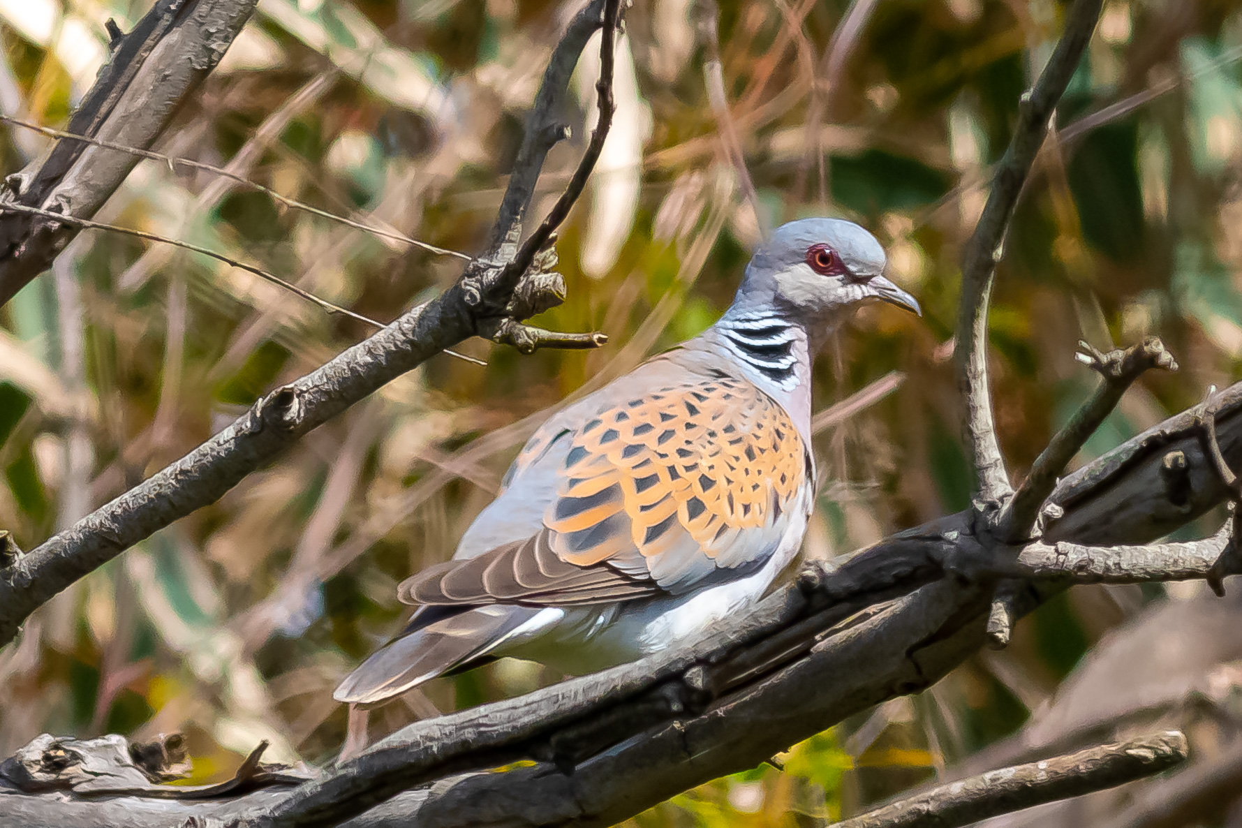 Tortora selvatica