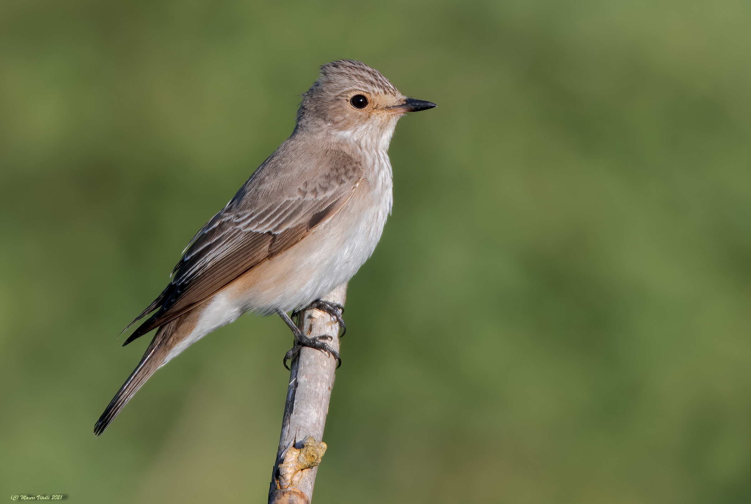 Pigliamosche (Muscicapa striata)