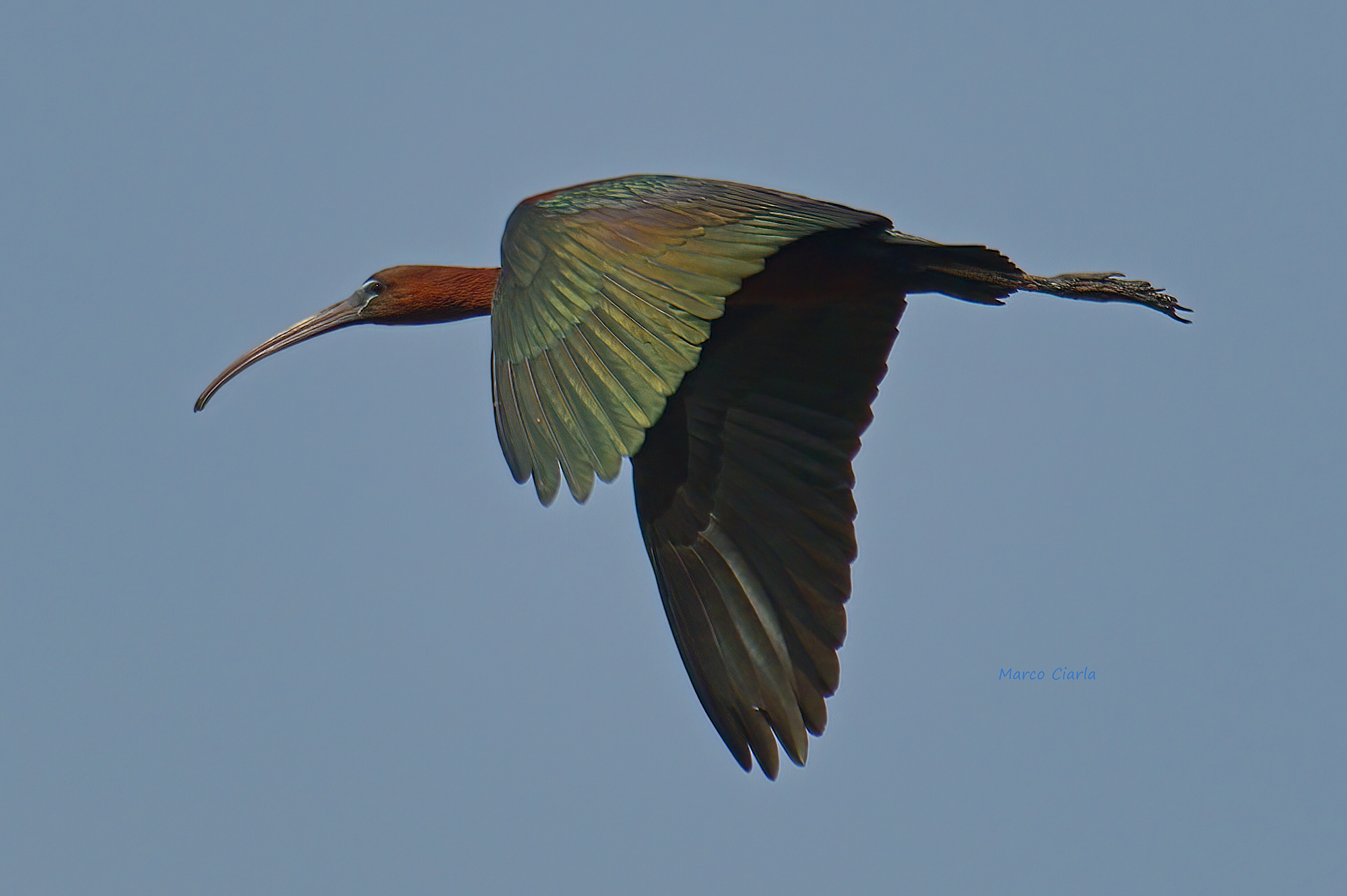 Mignattaio (Plegadis falcinellus)