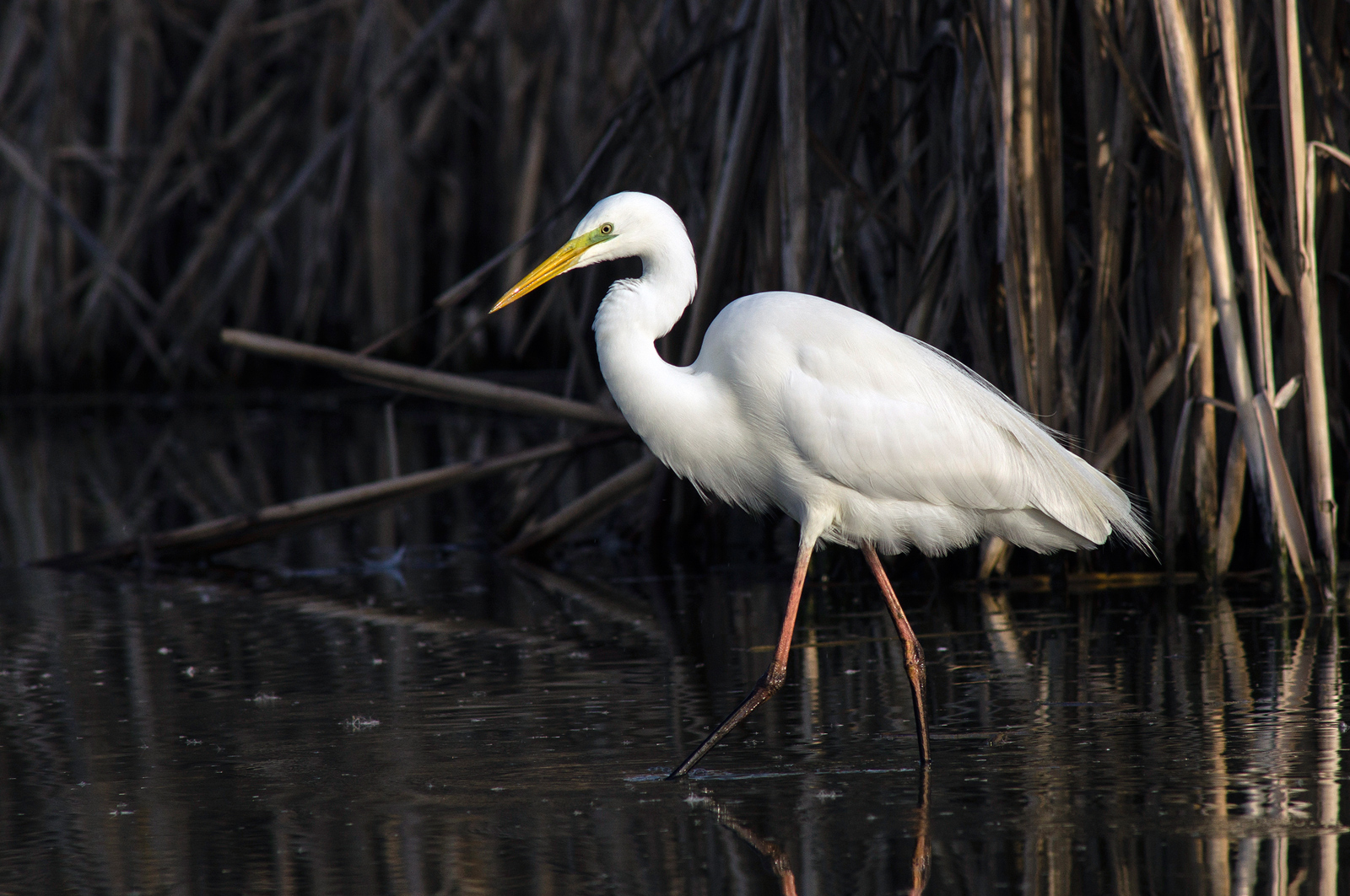 Great Egret