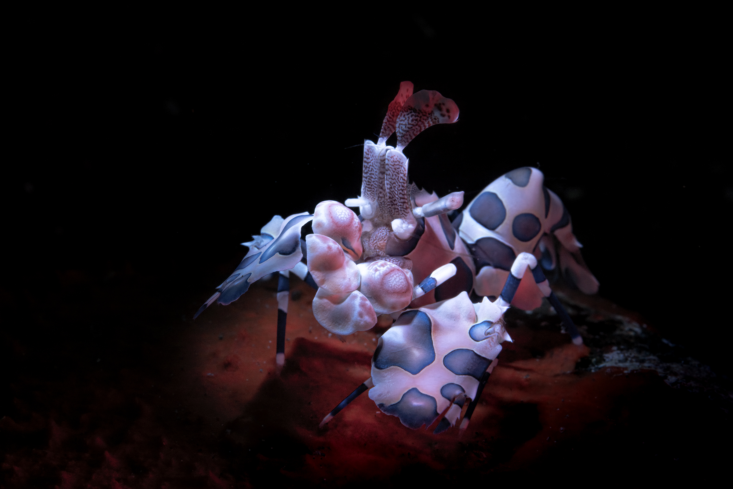 arlequin shrimp , gambero ar× ,Hymenocera picta