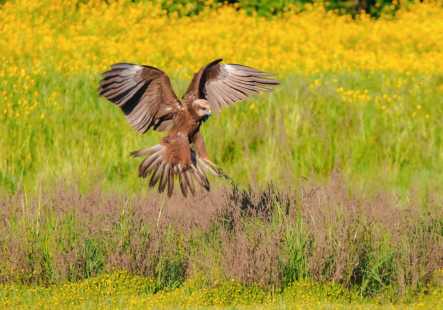Falco di palude (Circus aeruginosus) femmina
