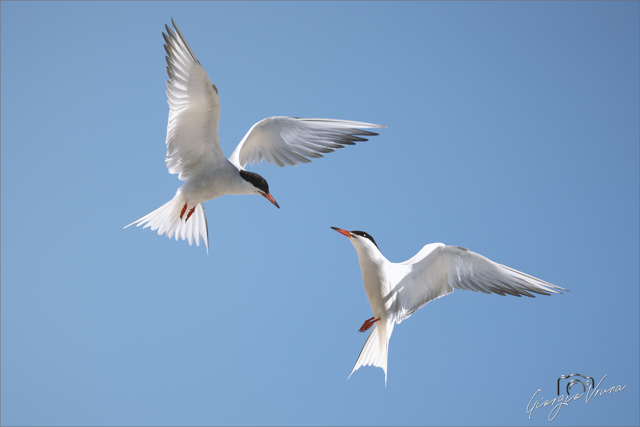 Ci becchiamo al volo...