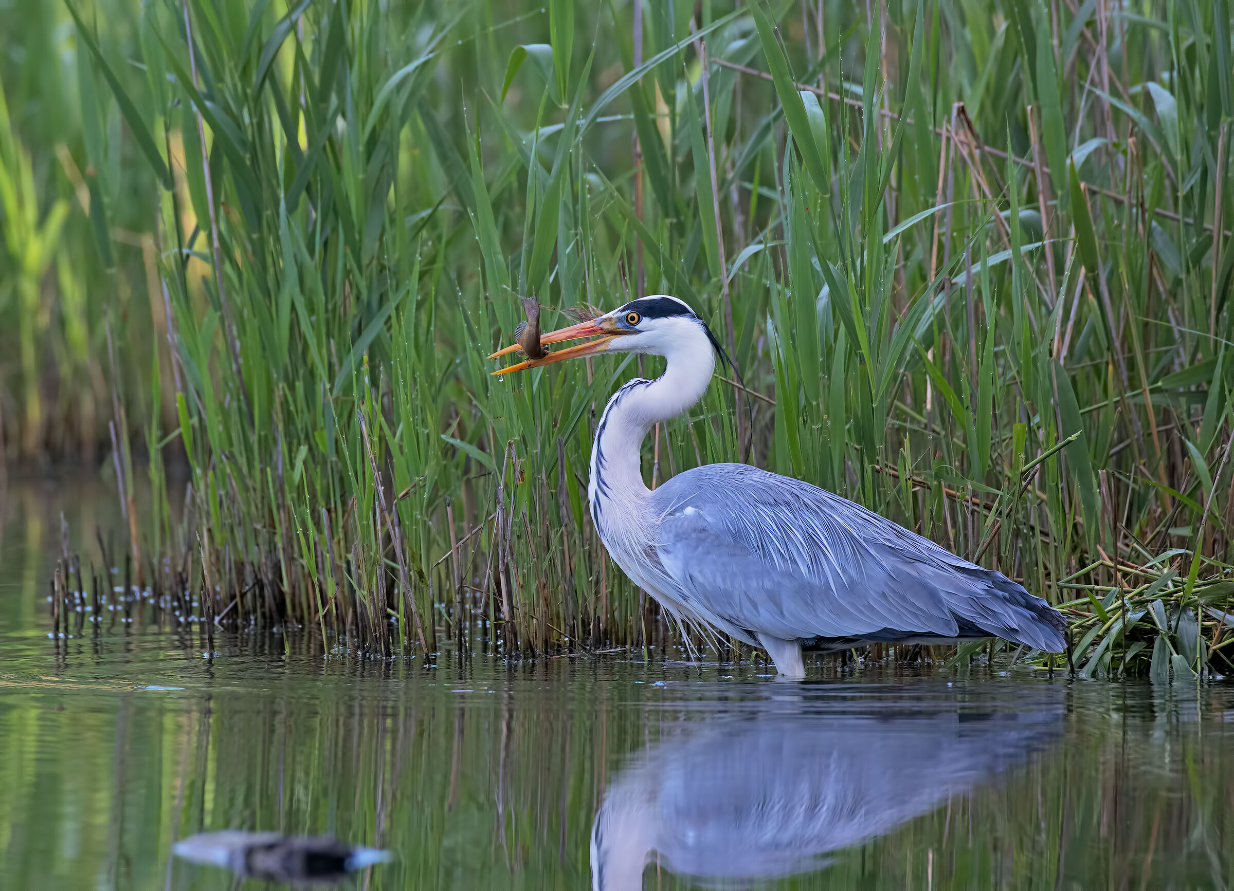 ore 6,27 Colazione Servita ( Cenerino)