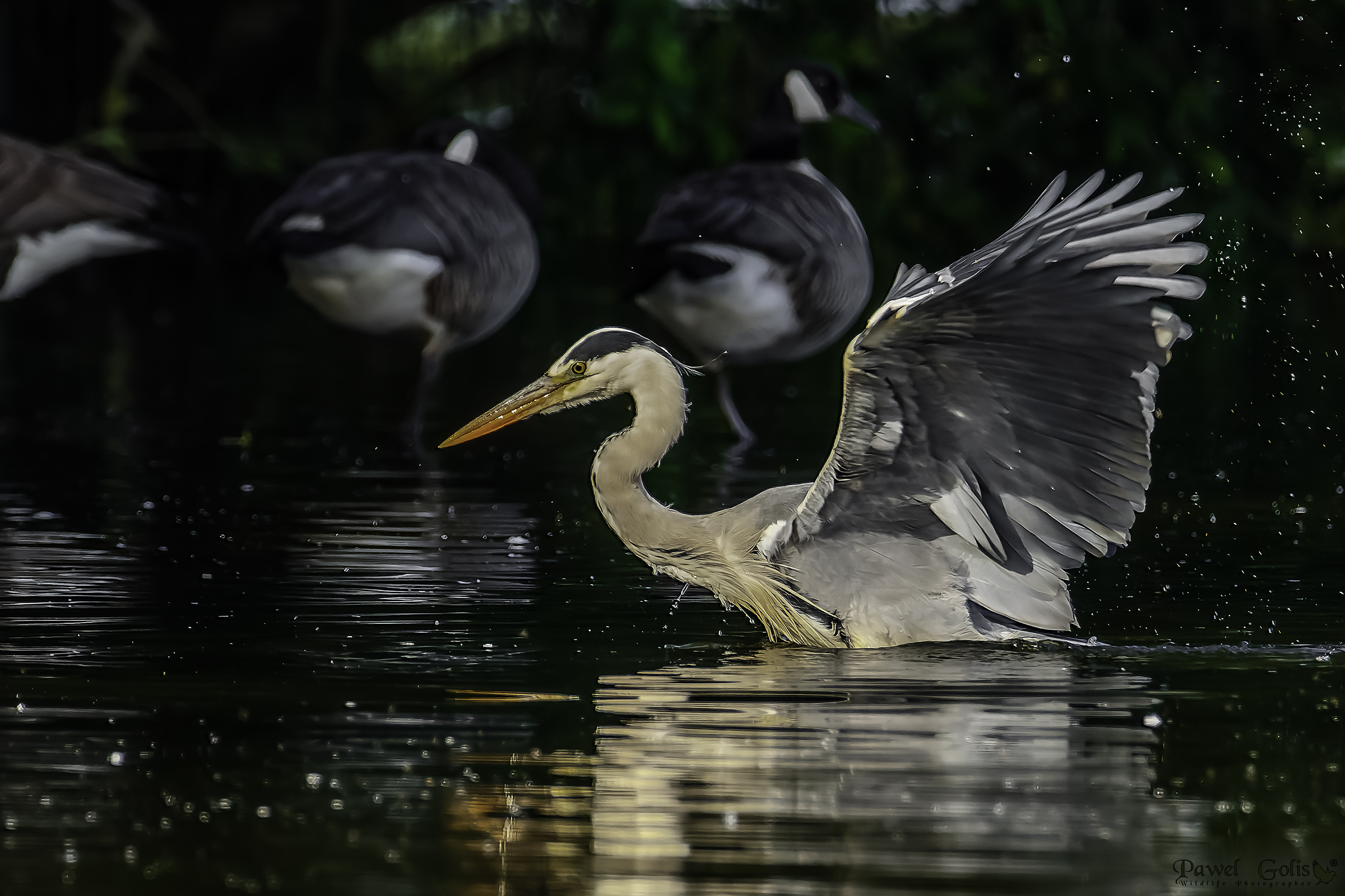 Airone grigio (Ardea cinerea)