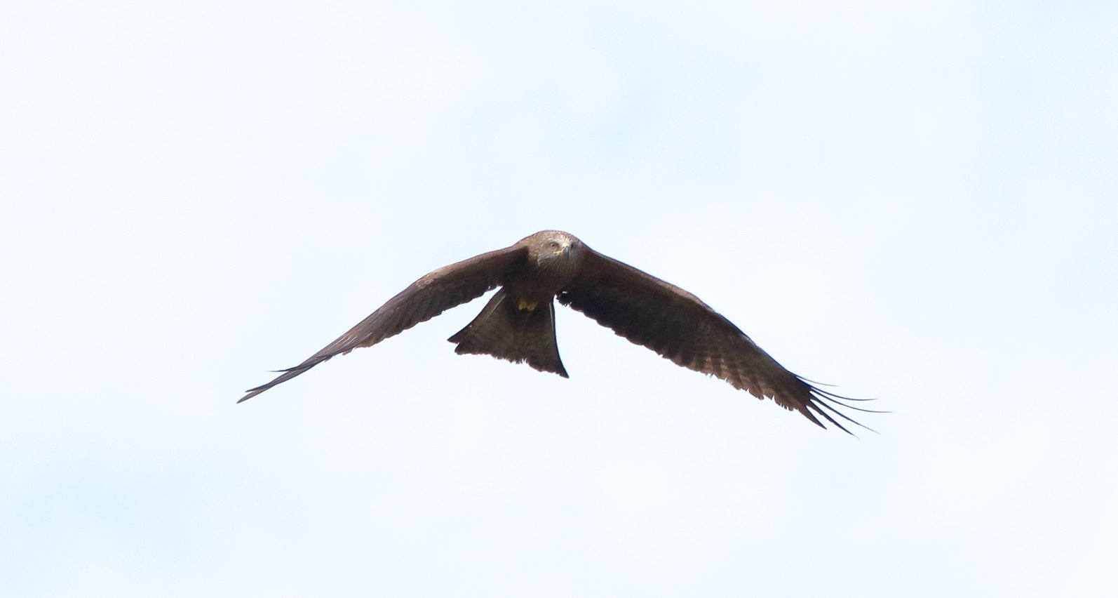 black kite