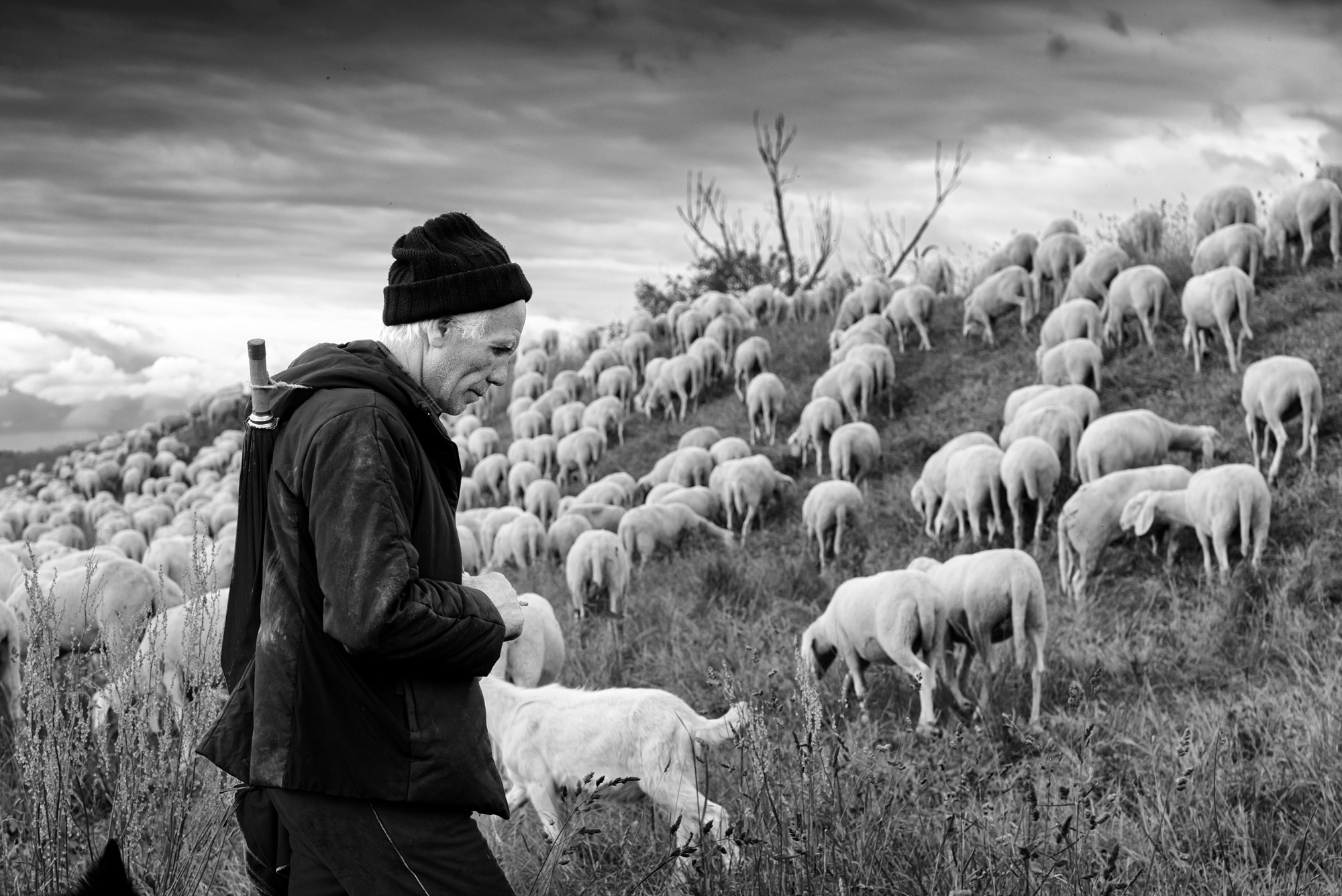 Transumanza sul Brenta