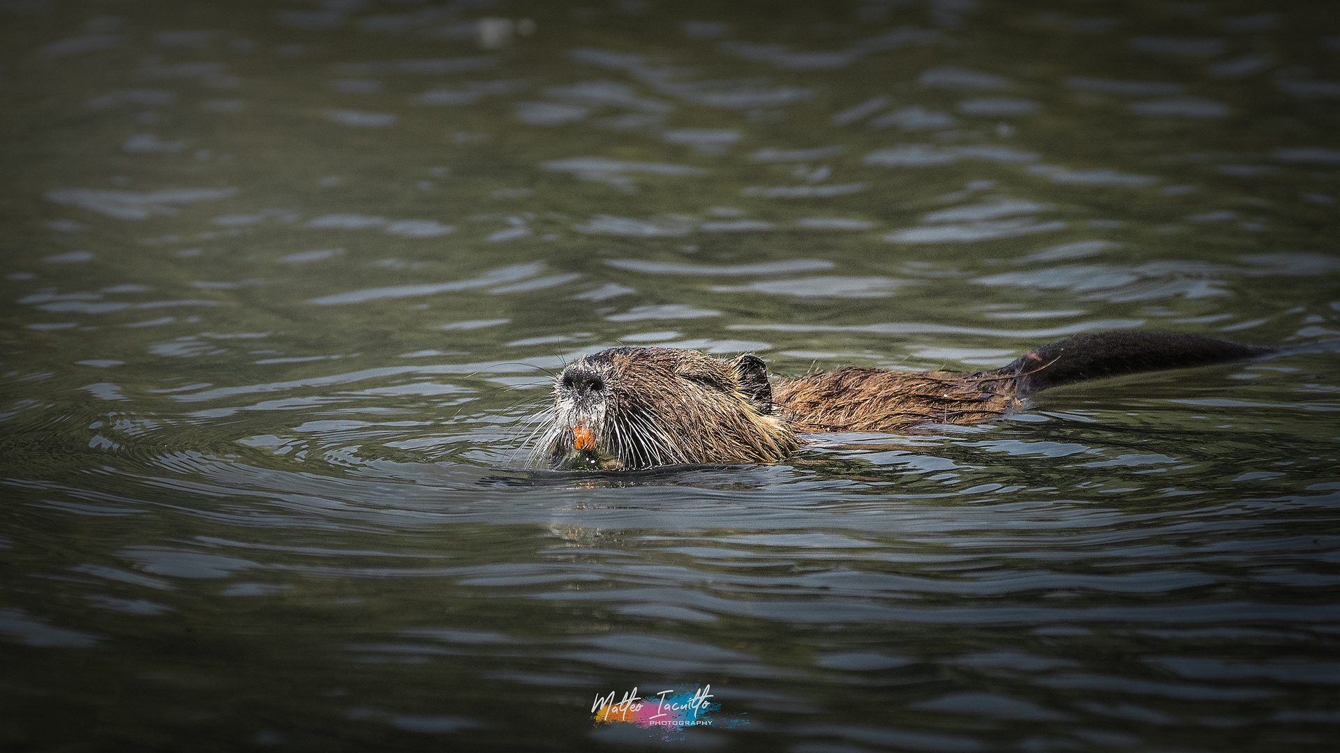 Nutria