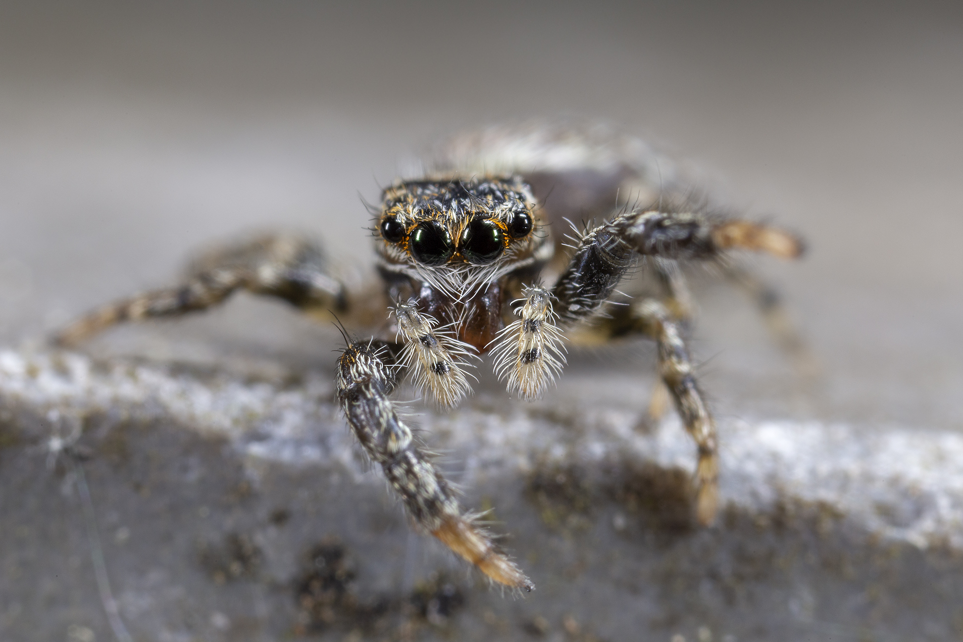 Young Marpissa muscosa, female