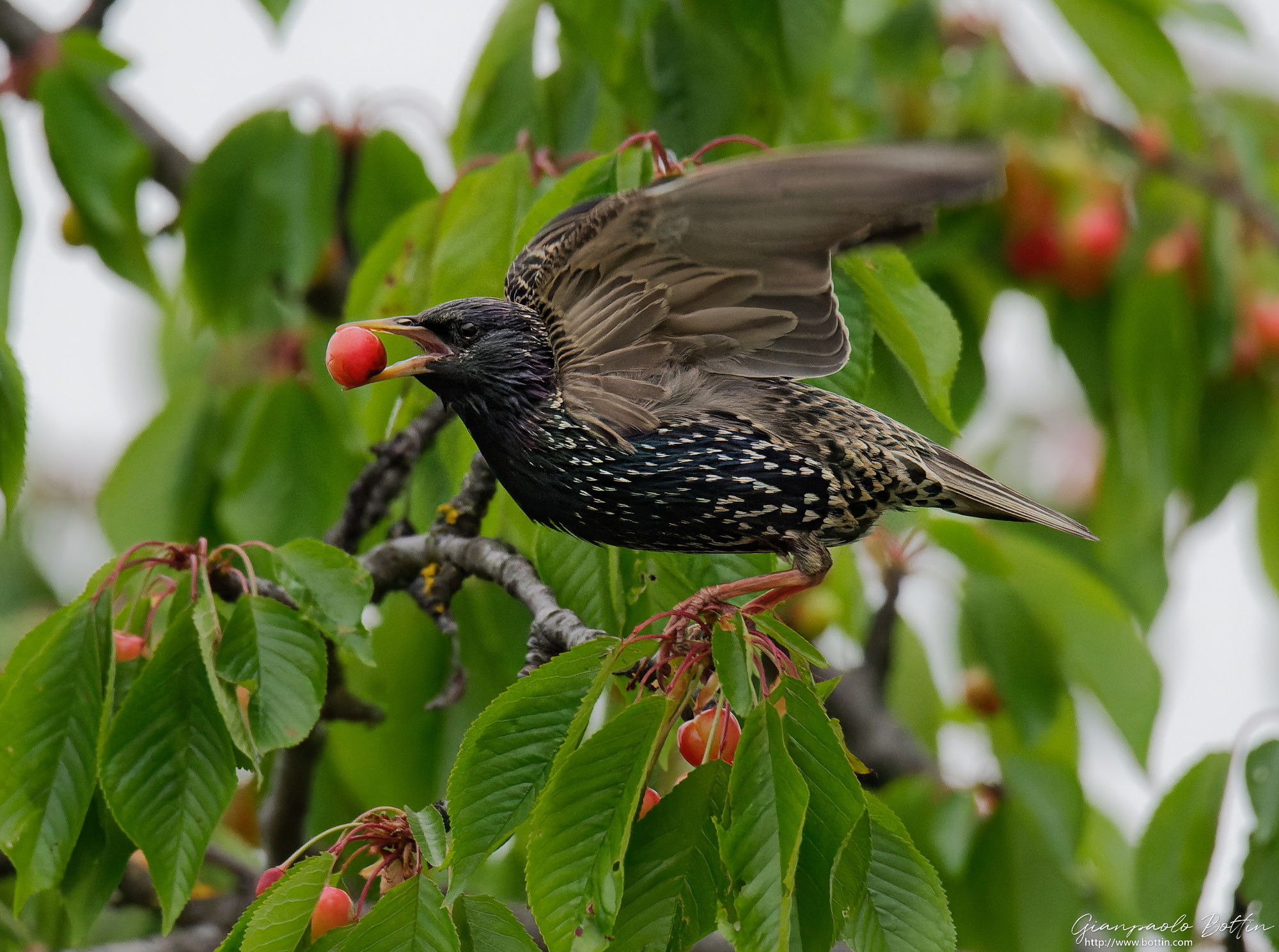 starling