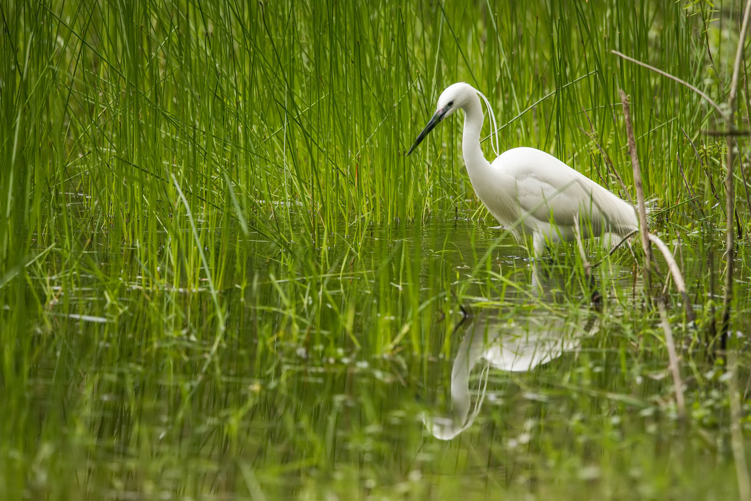 Egretta garzetta n.1