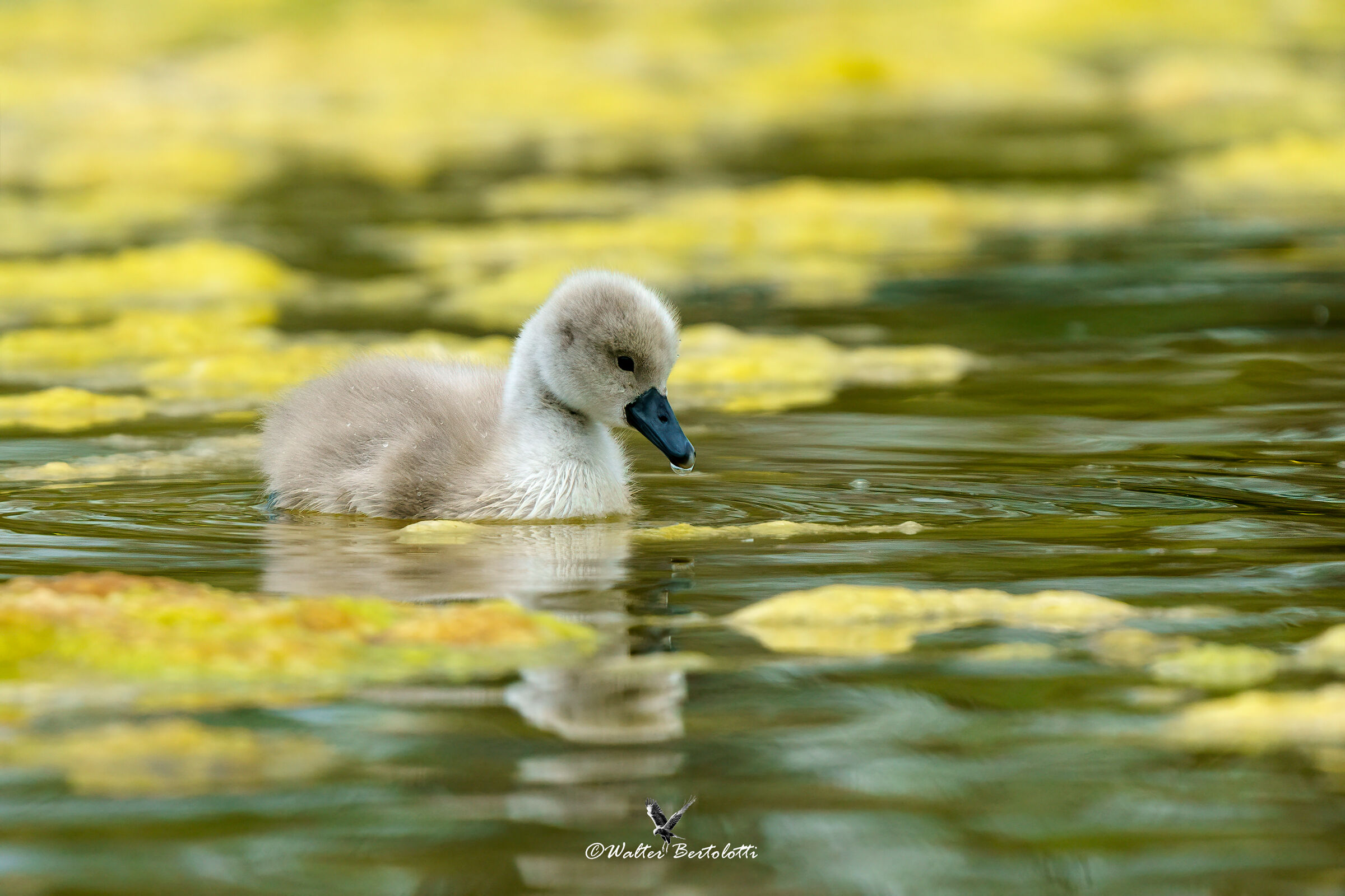 il brutto anatroccolo