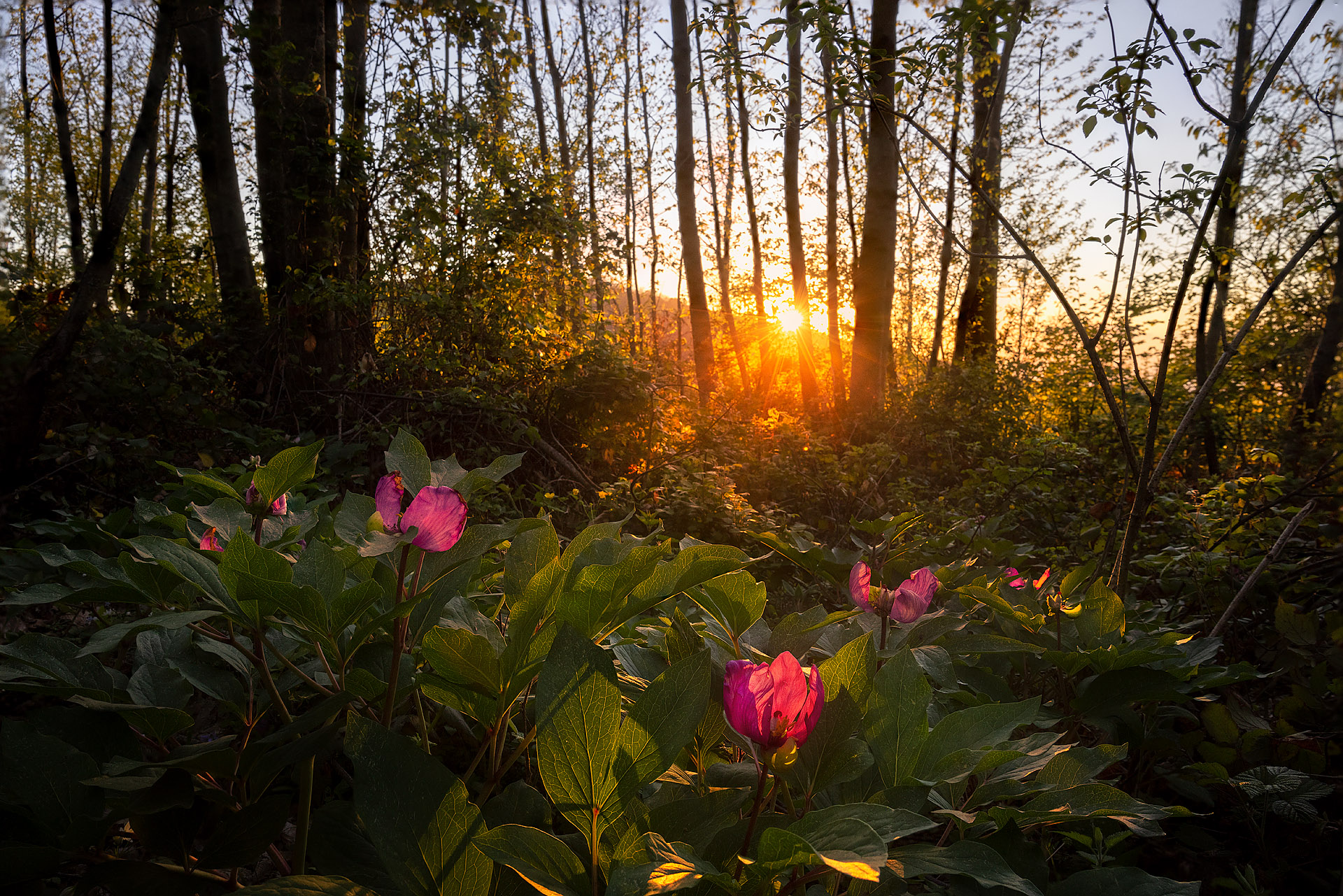 The Queen of the Woods de'noantri