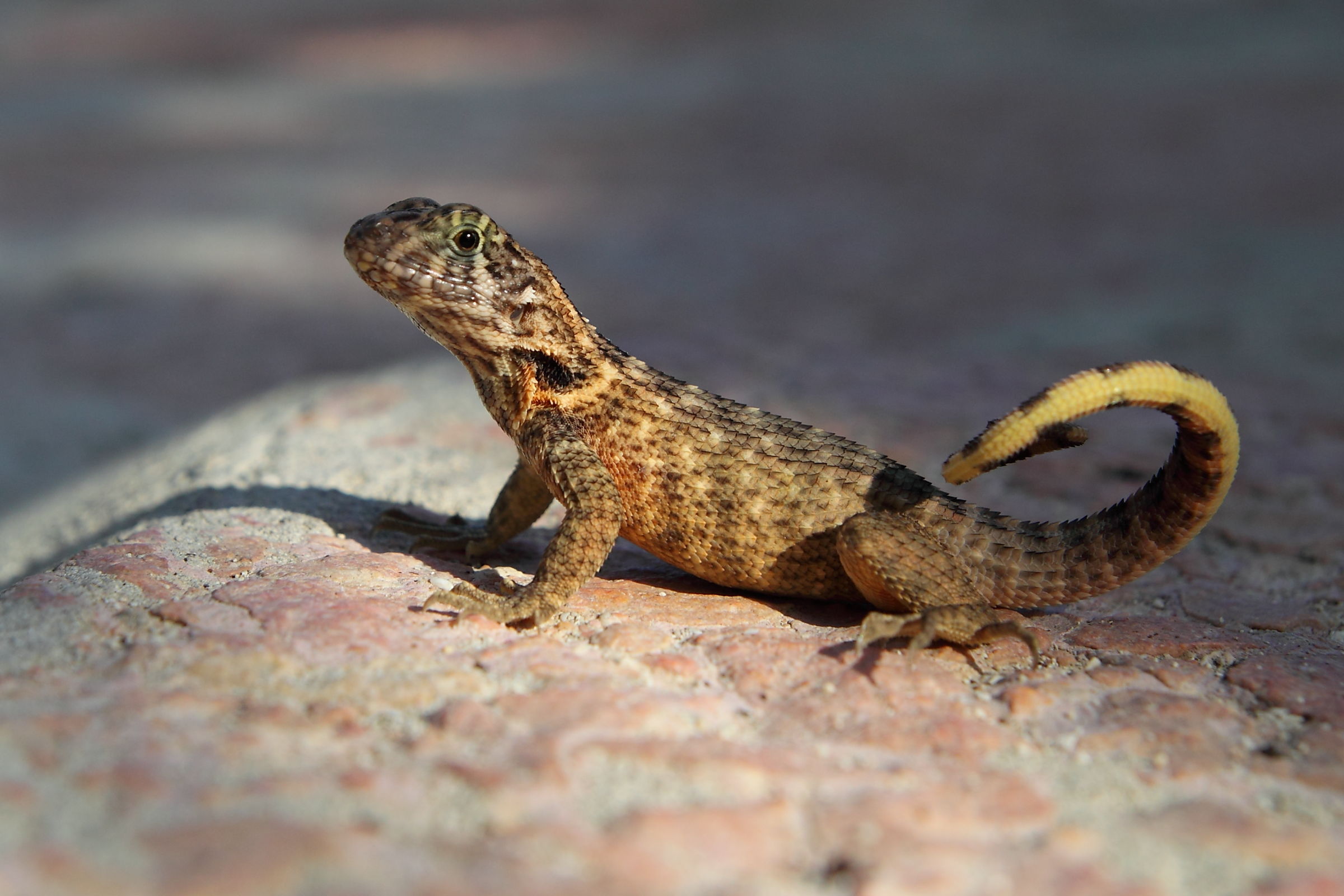 Lucertola della costa