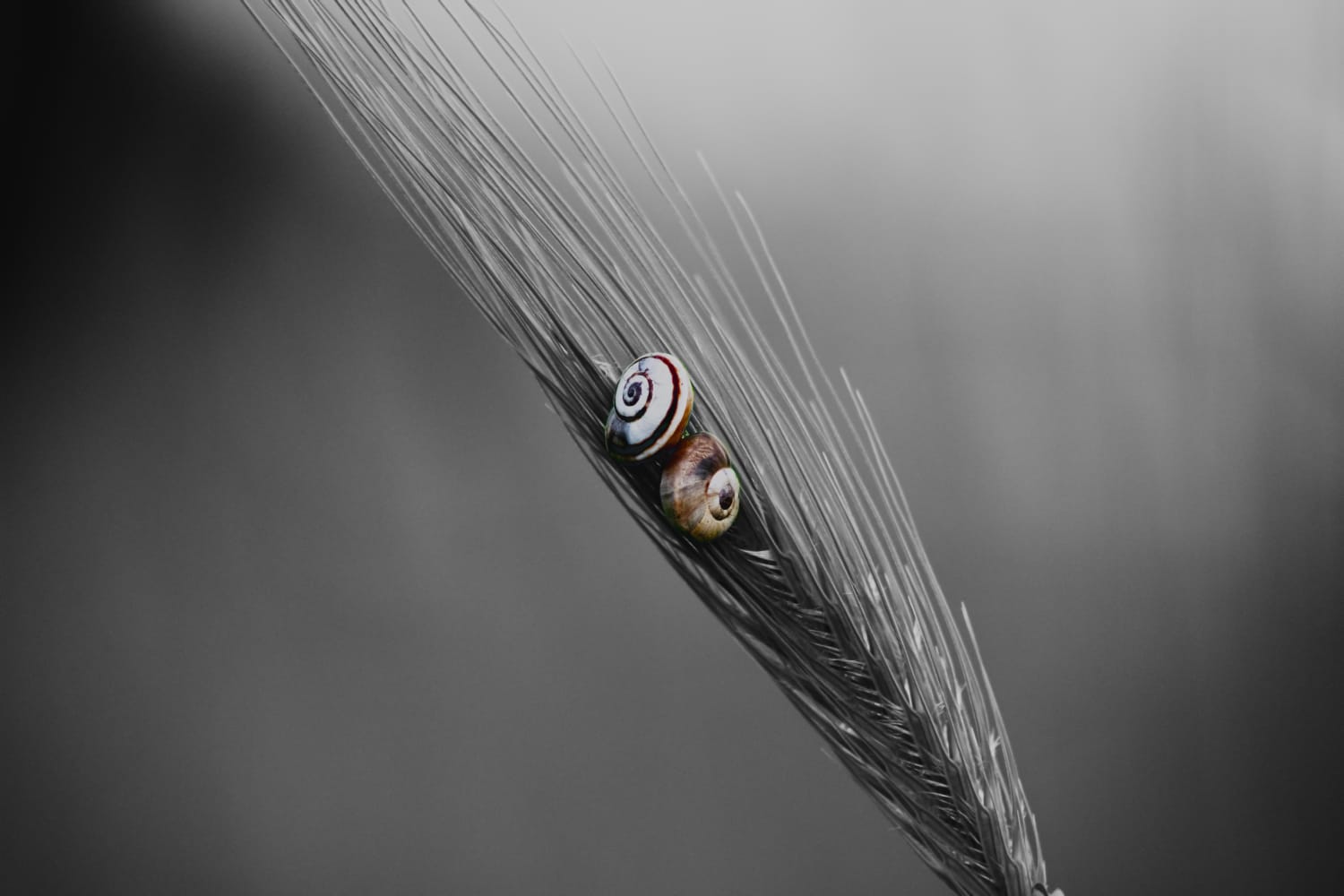 Neighbors Neighbors..